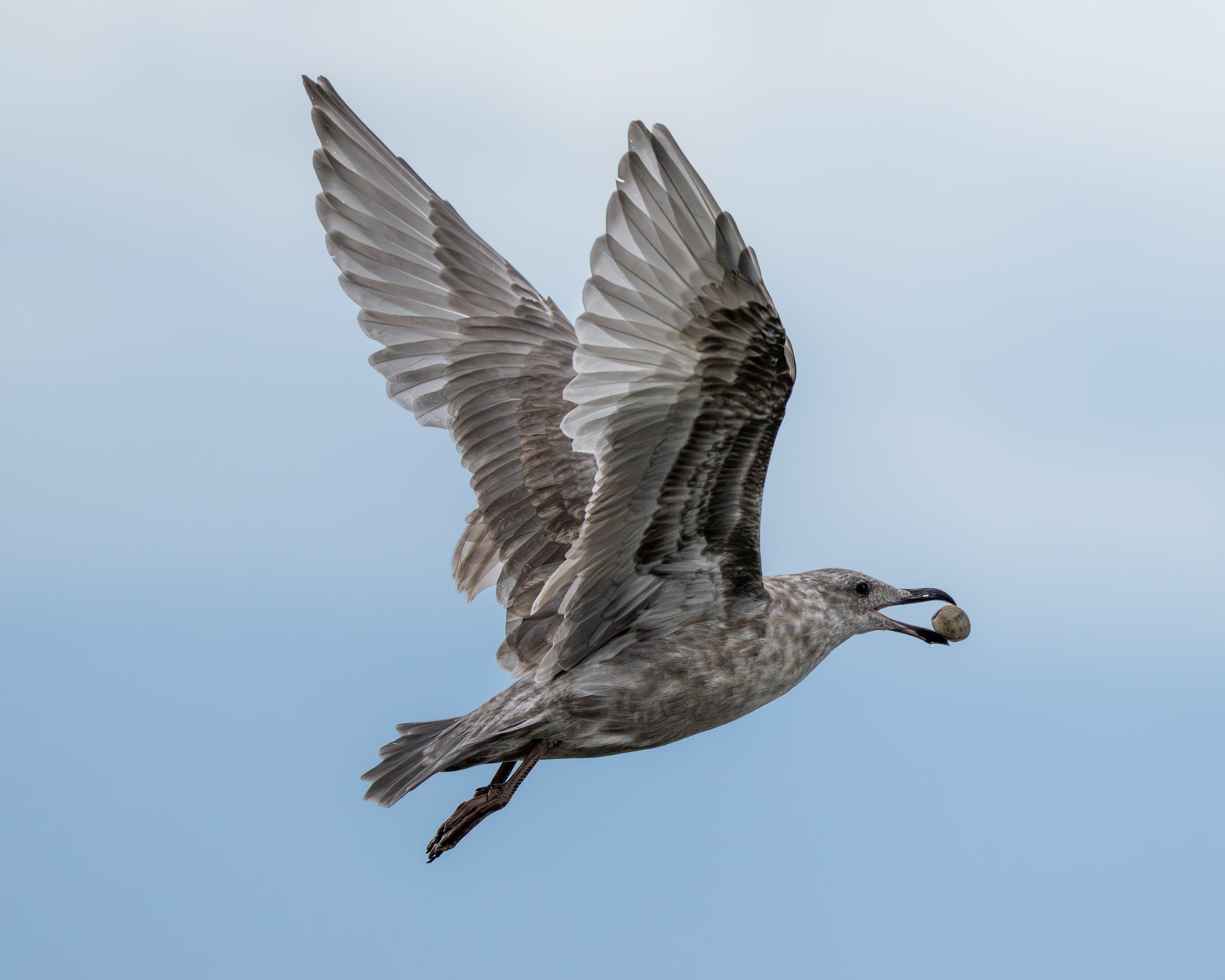 Gull flying against a pale blue sky while carrying a shell in its beak. Photographed by Jared VanderMeer.
