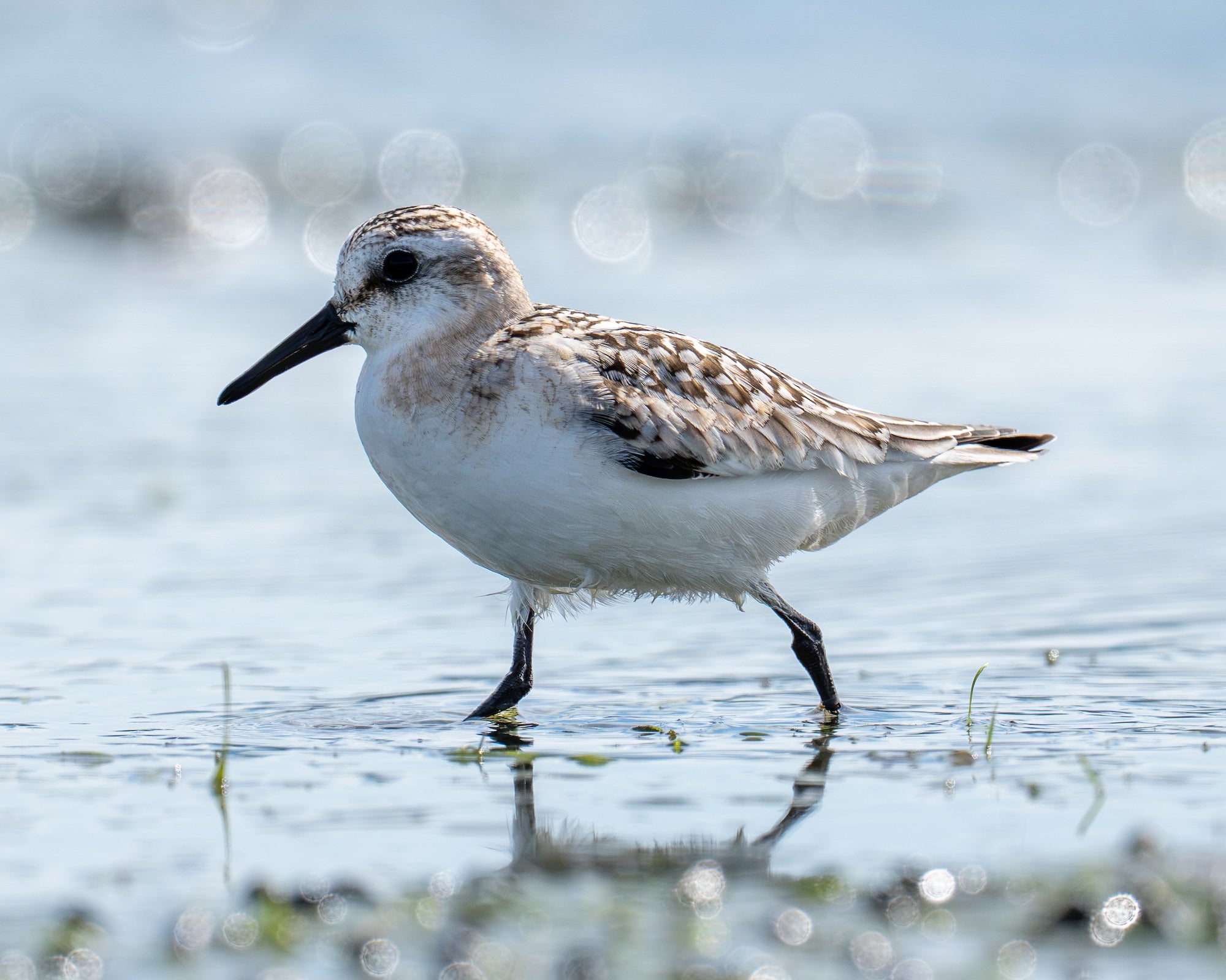 Shorebird walking through shallow water with its reflection below. Photographed by Jared VanderMeer.