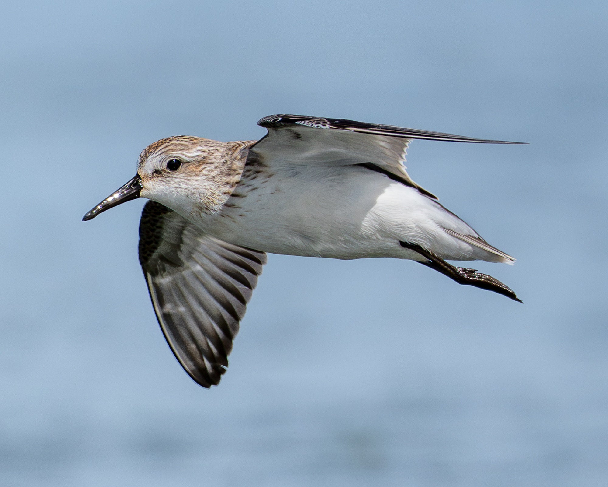 Shorebird flying against a clear blue sky. Photographed by Jared VanderMeer.