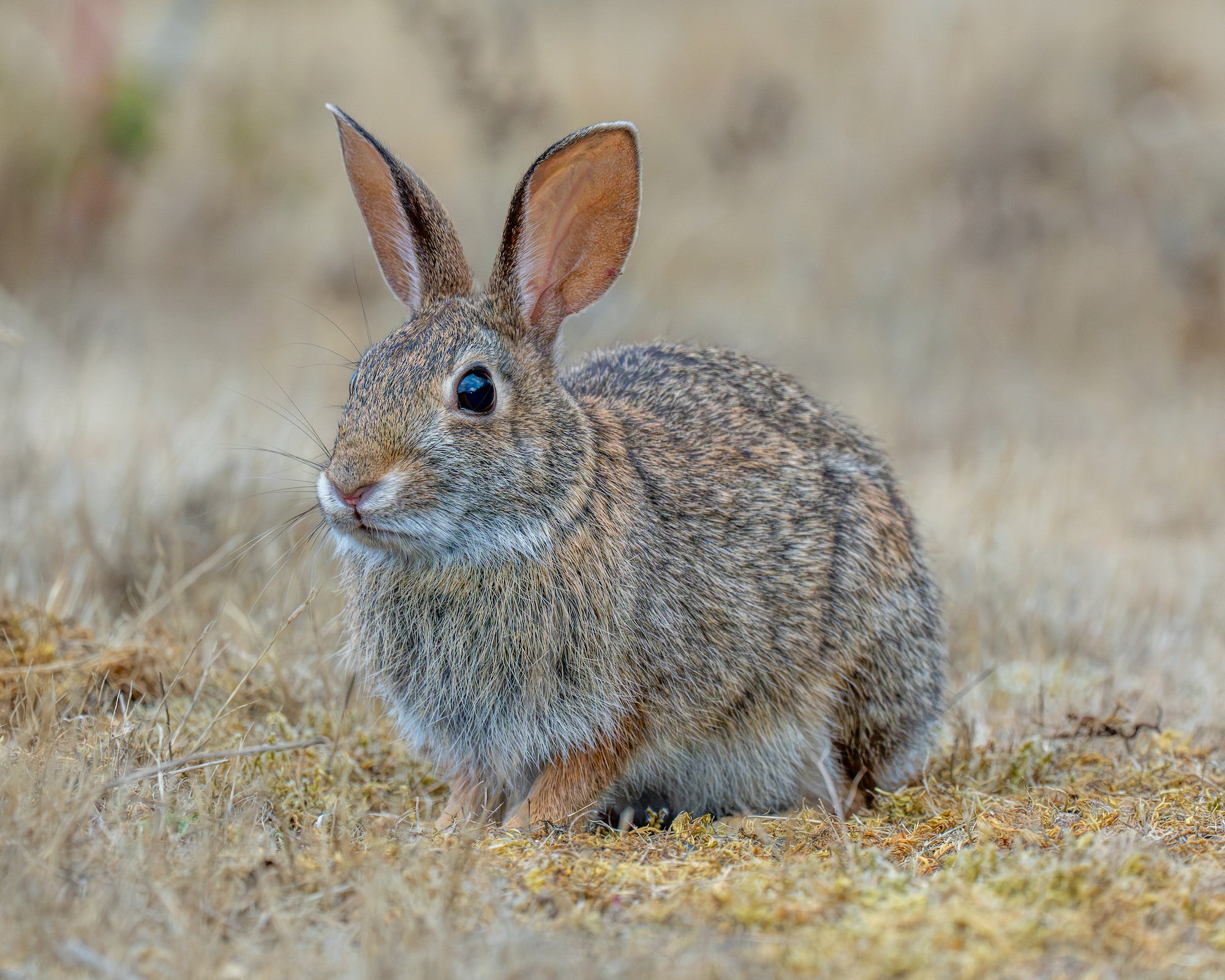 Cottontail rabbit sitting in dry grass. Photographed by Jared VanderMeer.