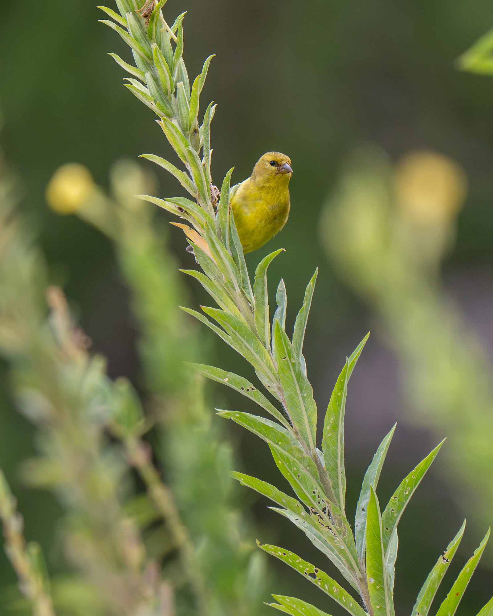Small yellow finch perched on a leafy green stem against a softly blurred green background. Small yellow finch perched on a leafy green stem against a softly blurred green background.