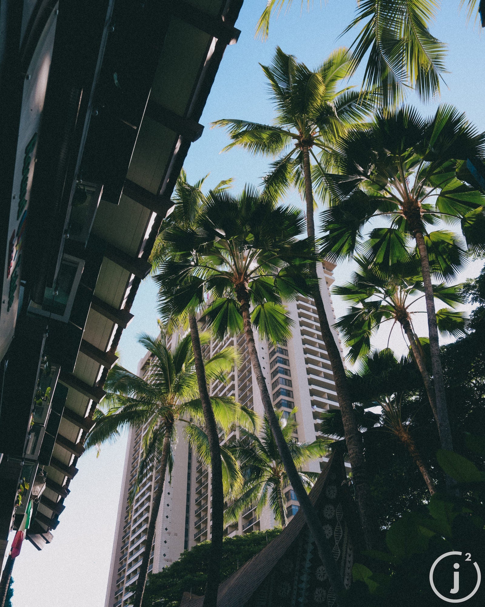 Palm trees and city buildings