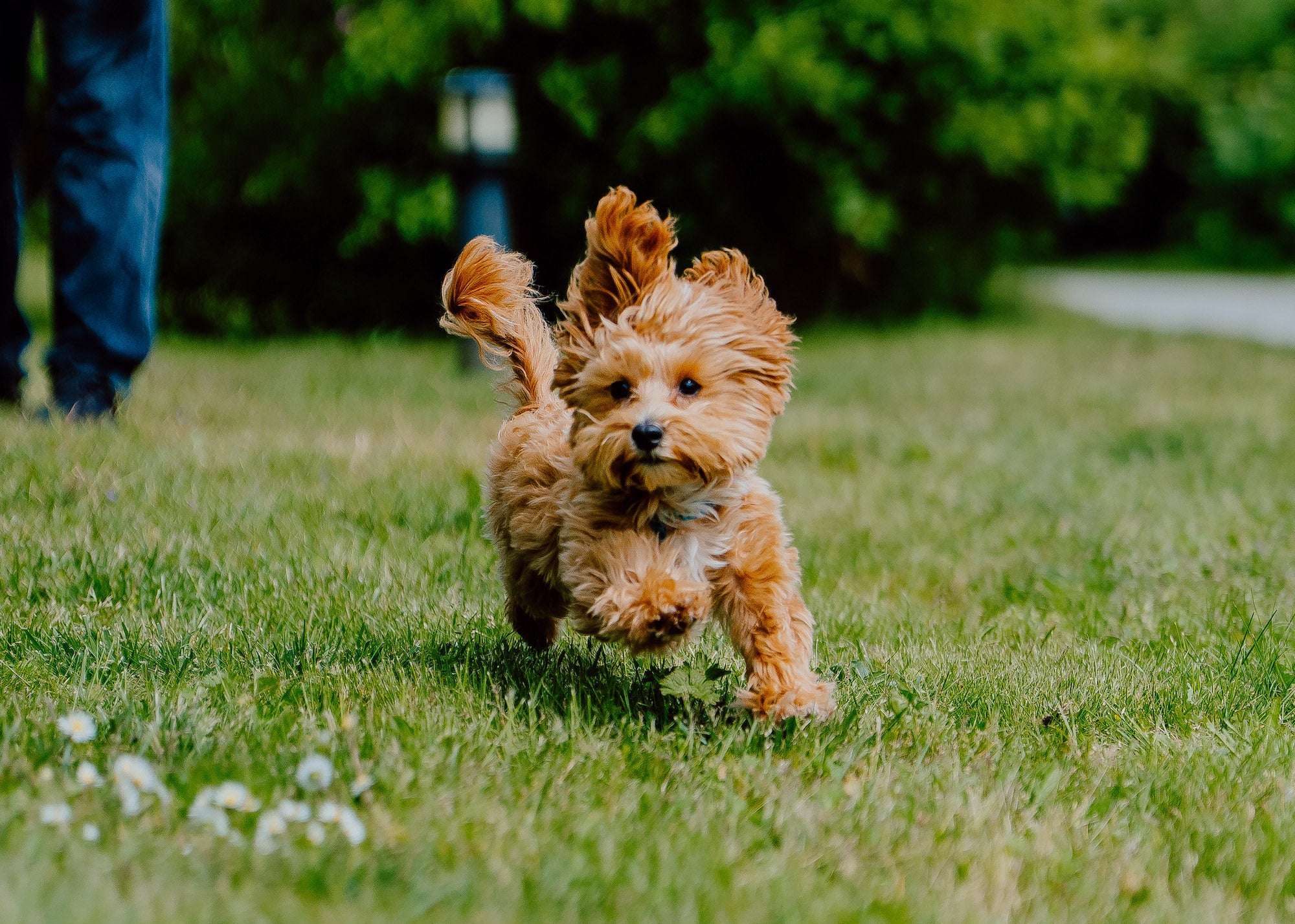 Small tan dog runs toward the camera through grass, photographed by Justin Veenema.