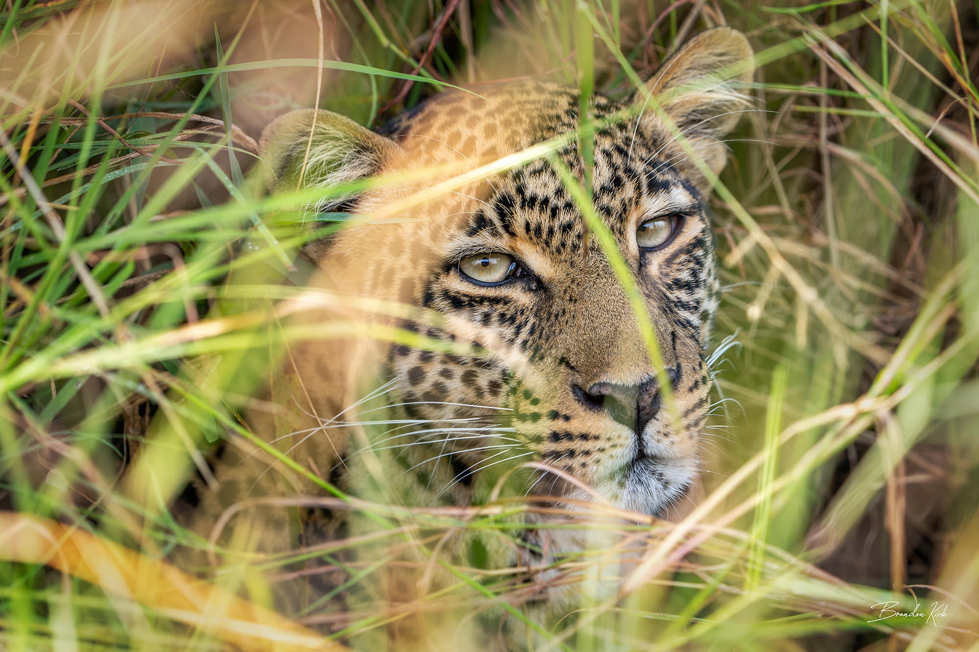 Leopard within the grass during an African safari.