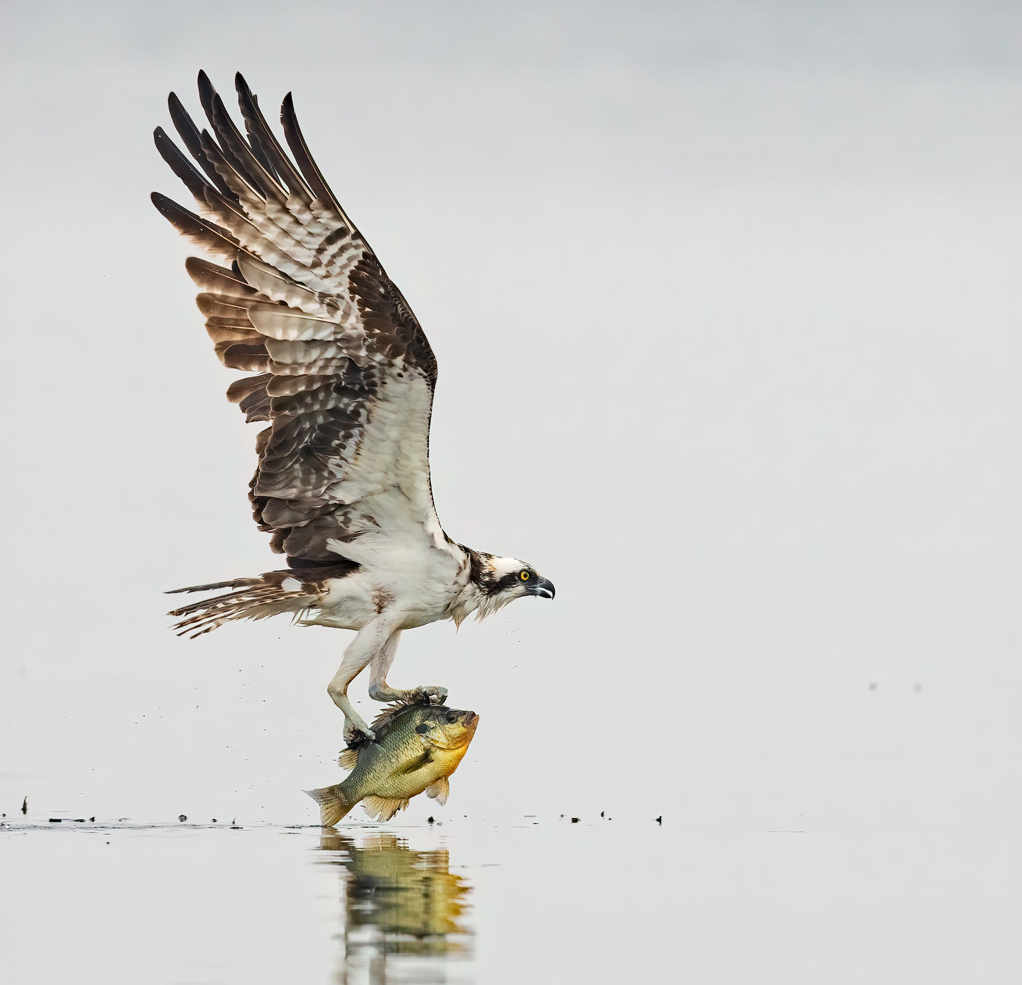 Osprey with fish in talons coming out of water Osprey with fish in talons coming out of water