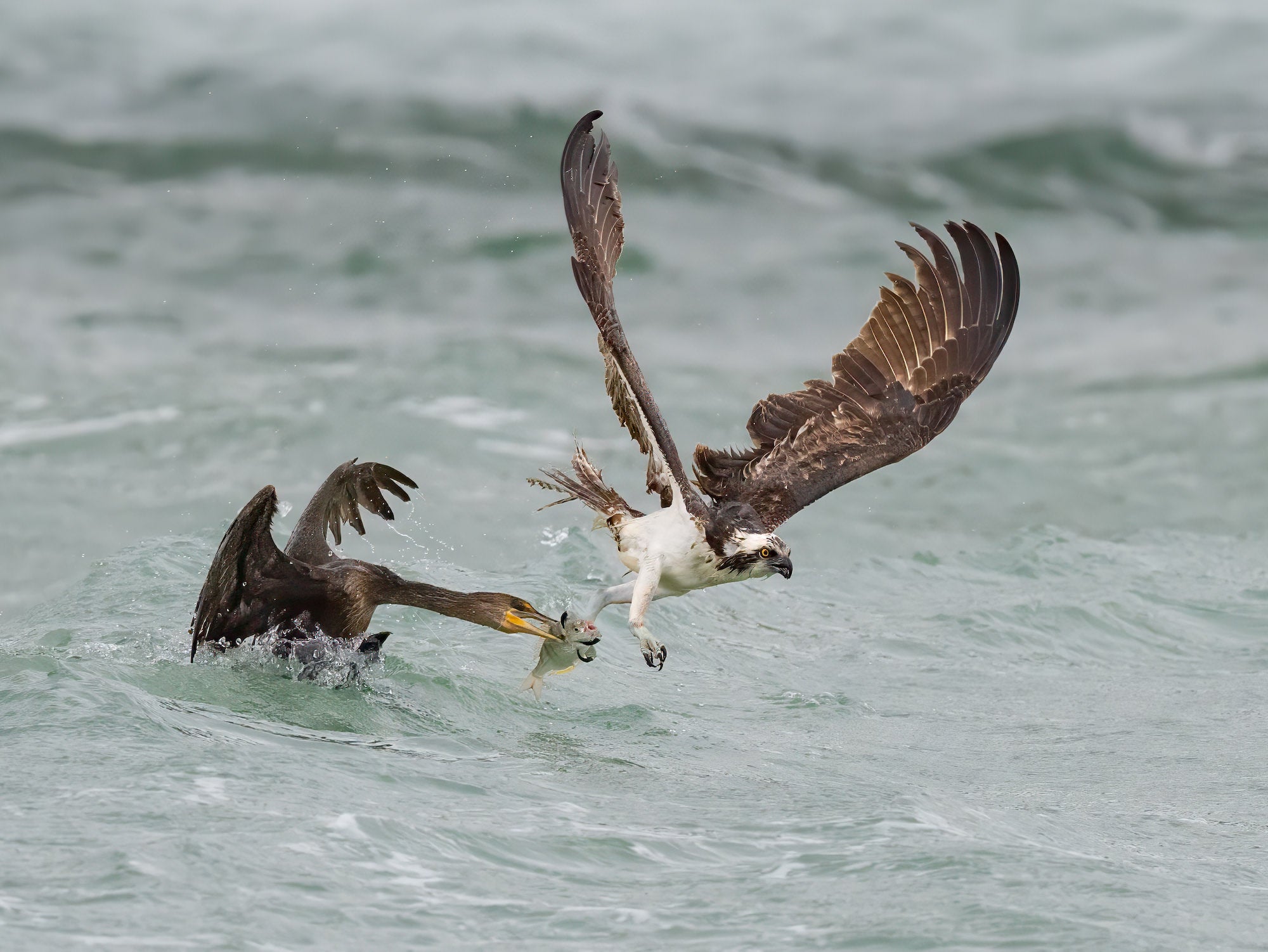 Two birds fighting over a fish in the water Two birds fighting over a fish in the water