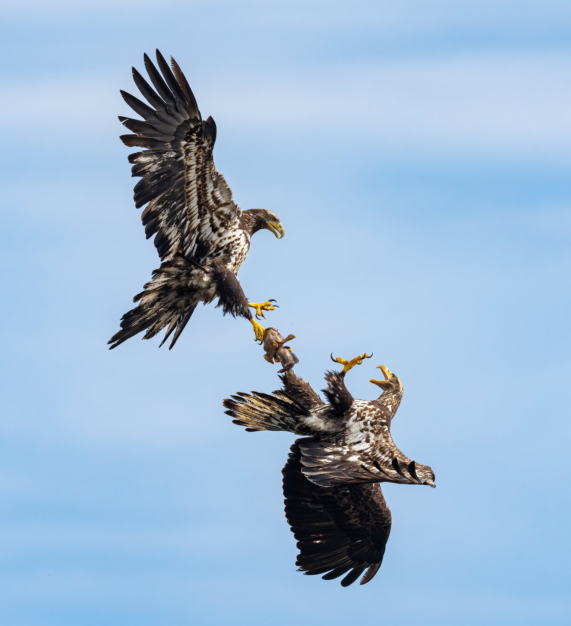 Osprey with talons hooked in the air Osprey with talons hooked in the air