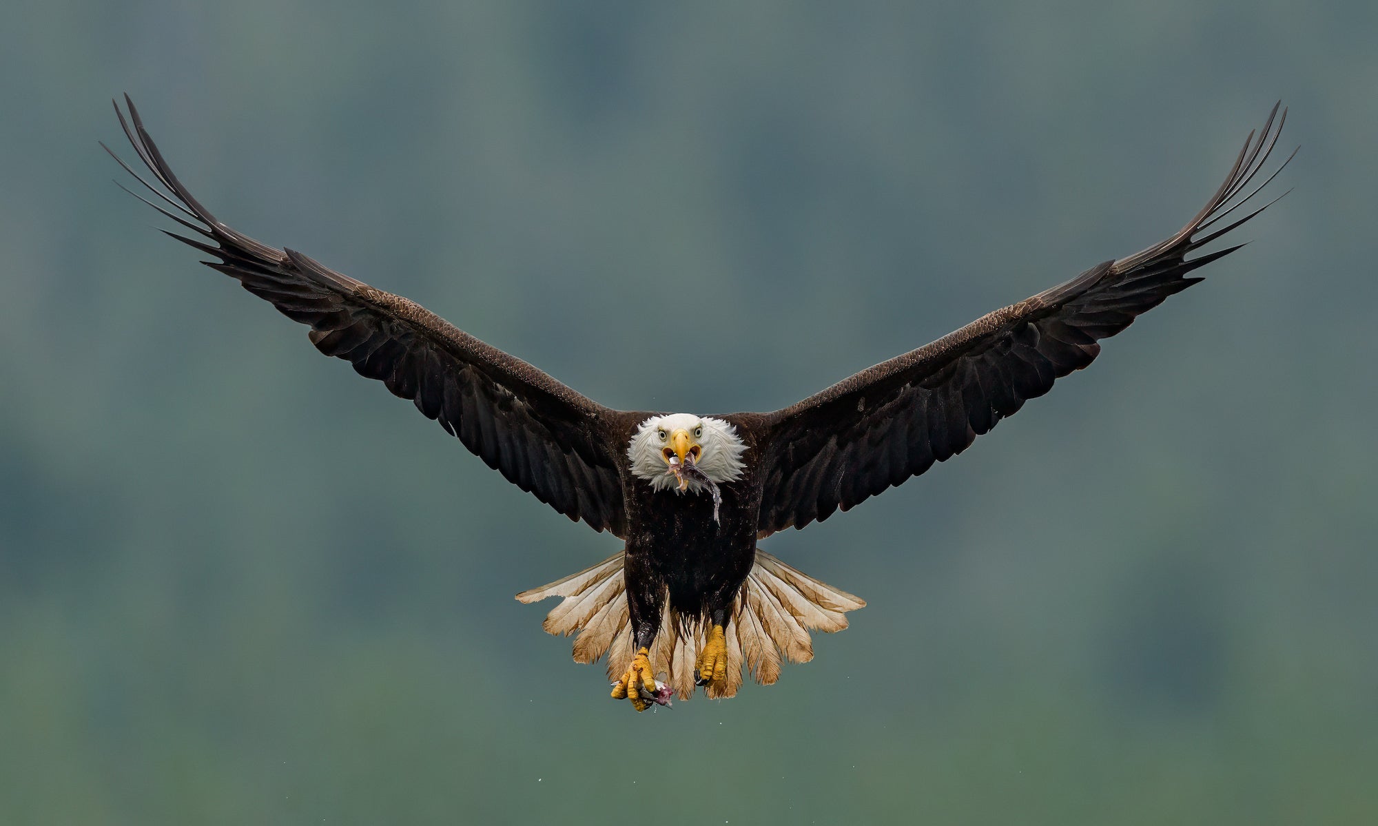 Bald eagle flying with fish in mouth Bald eagle flying with fish in mouth