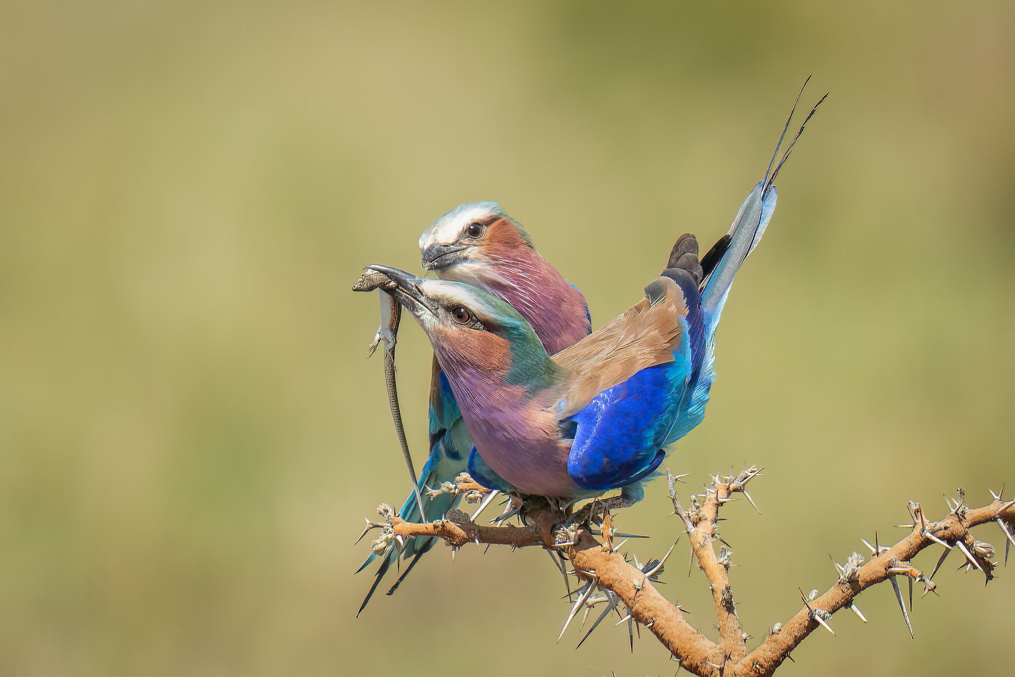 Two brightly colored rollers on a thorny branch, one holding a small lizard in its beak.