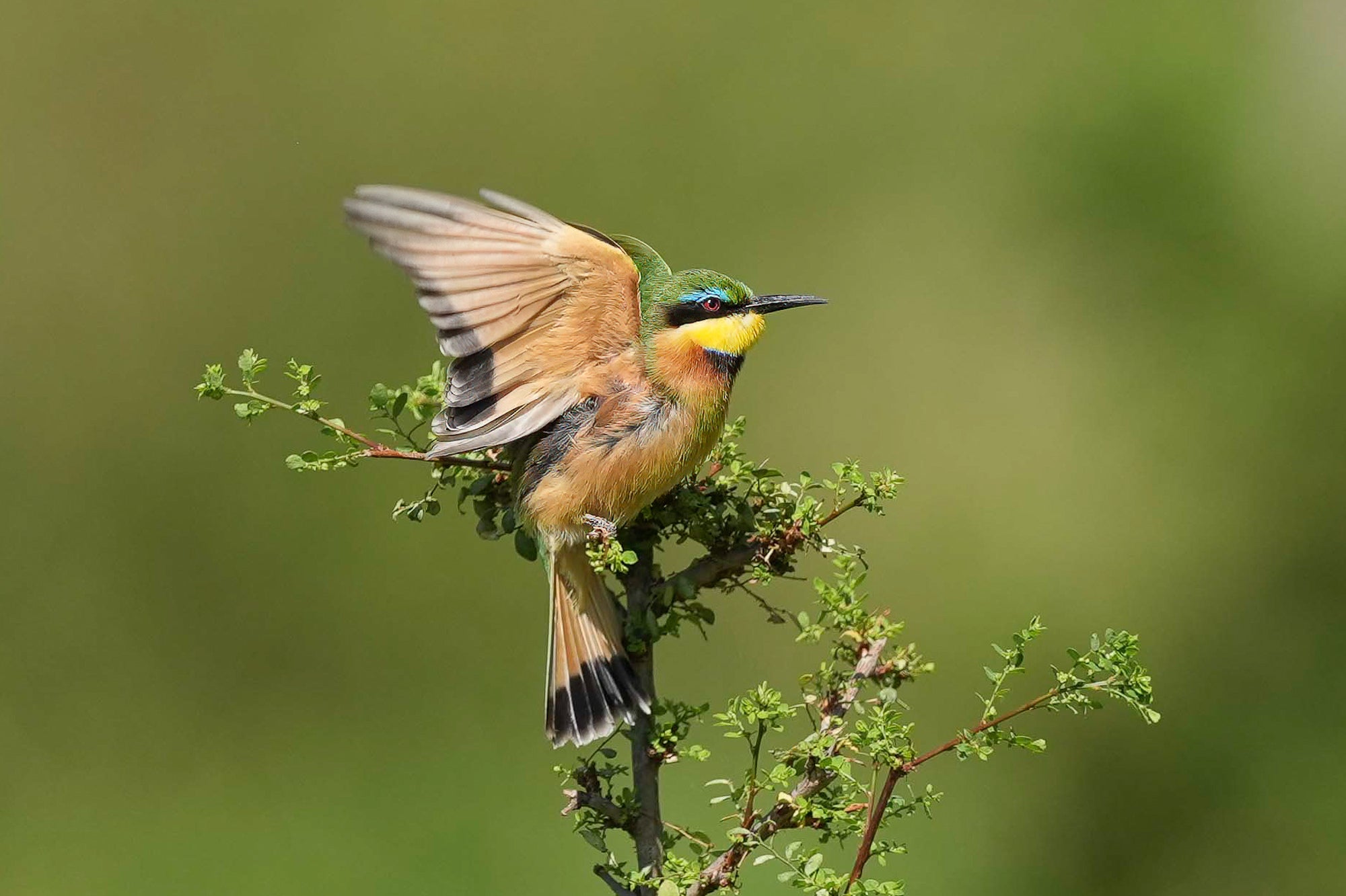 Small green-and-gold bee-eater on a shrub, wing raised and red eye bright against a blurred green field.