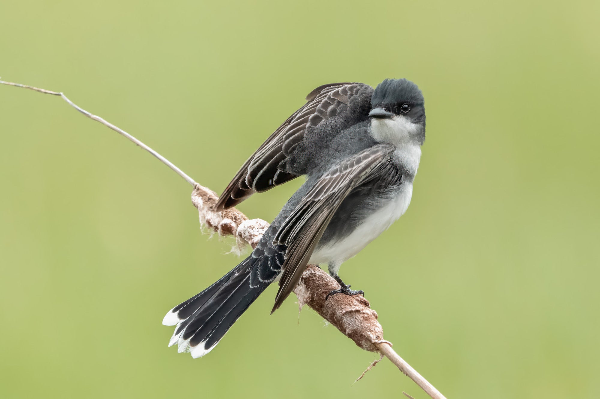 Black-and-white songbird perched on a cattail, tail fanned and wings slightly open on a green backdrop.