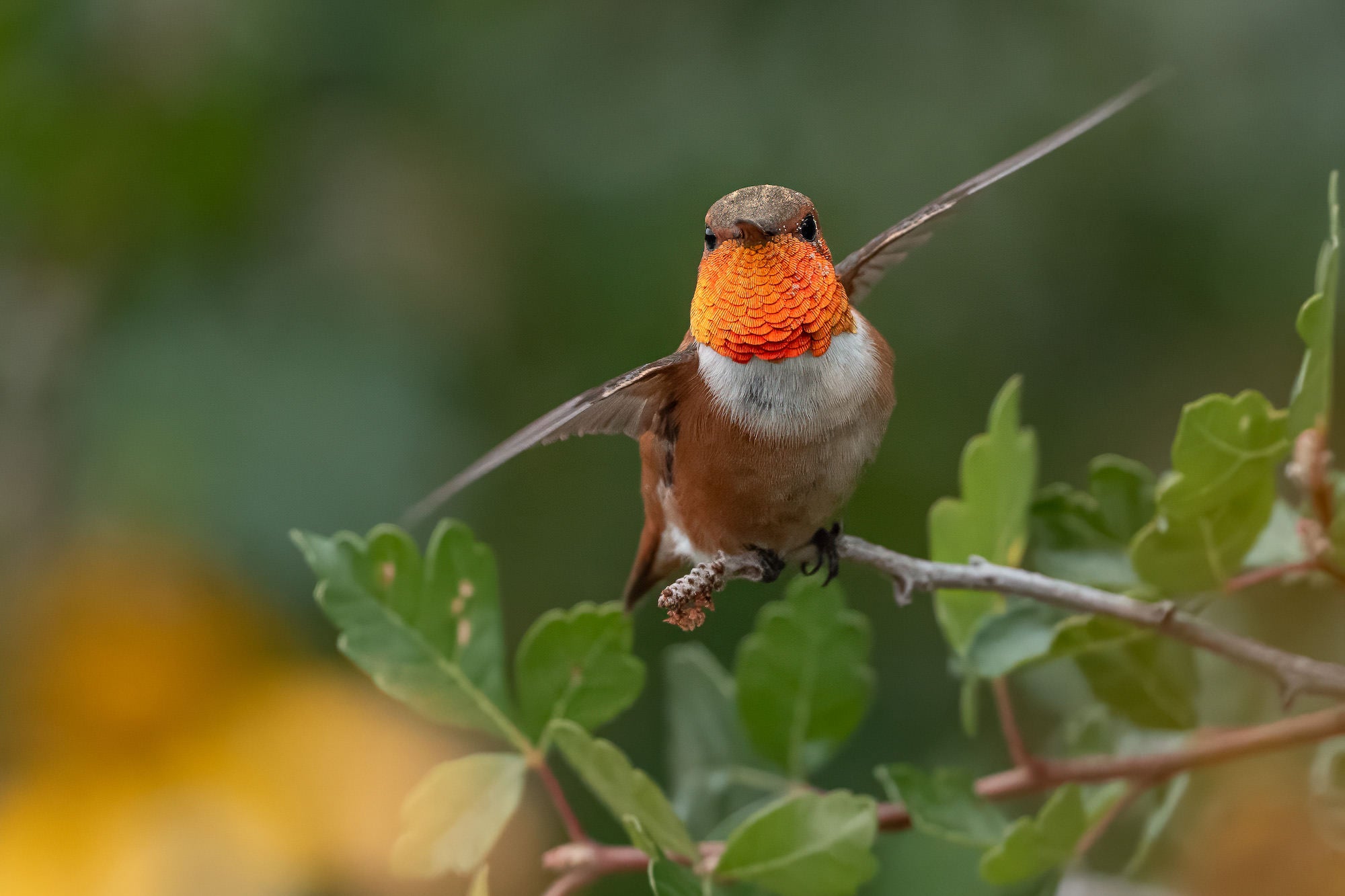 Hummingbird with vivid orange throat hovering by a leafy twig against a soft green background.