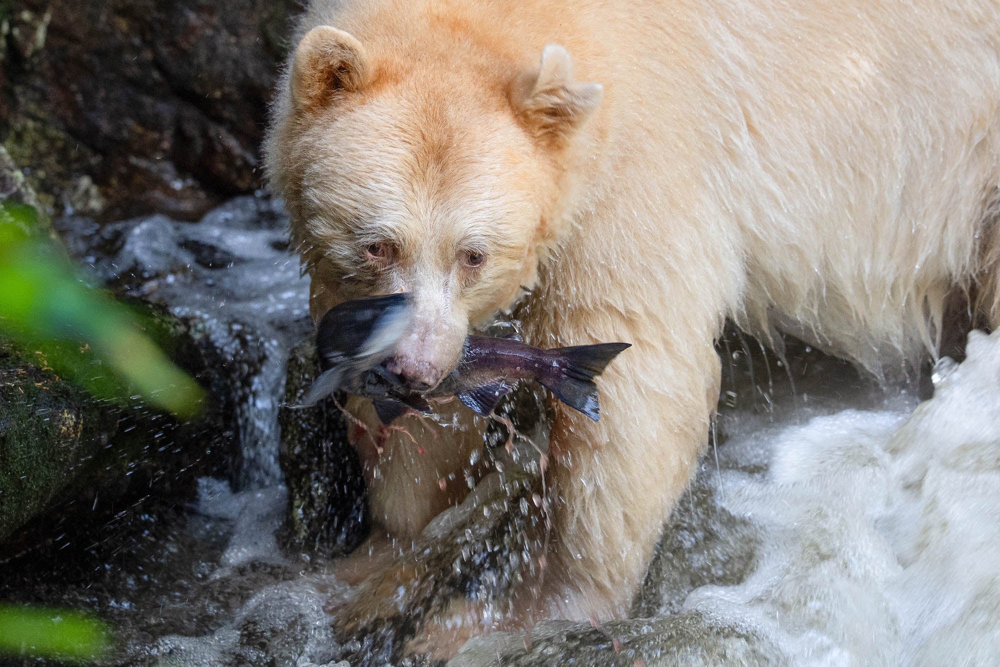 Pale bear in a rushing stream gripping a wriggling fish in its jaws as water splashes around.
