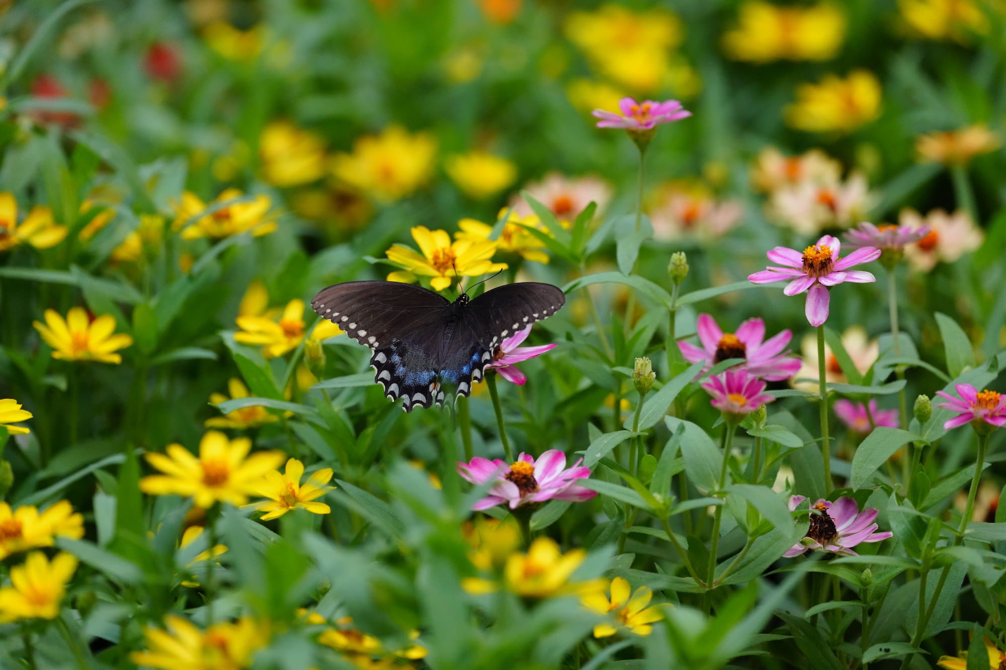Black swallowtail butterfly resting among pink and yellow flowers. Photographed by Miguel Quiles.
