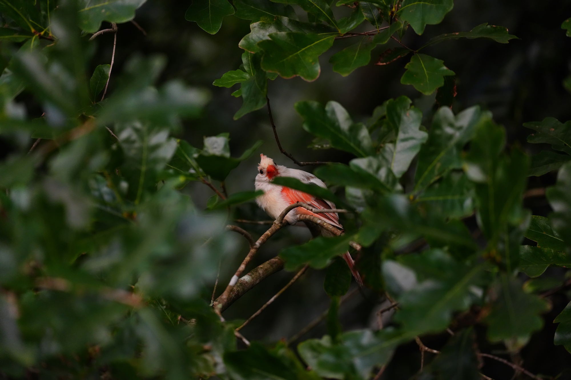 White cardinal with pink-red markings perched among dark green leaves. Photographed by Miguel Quiles.