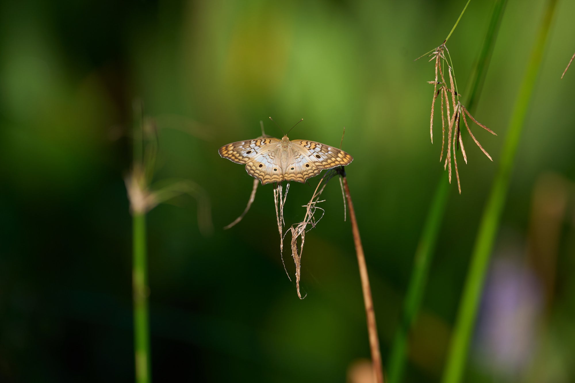 Pale butterfly resting on a dried grass stem against a soft green background. Photographed by Miguel Quiles.