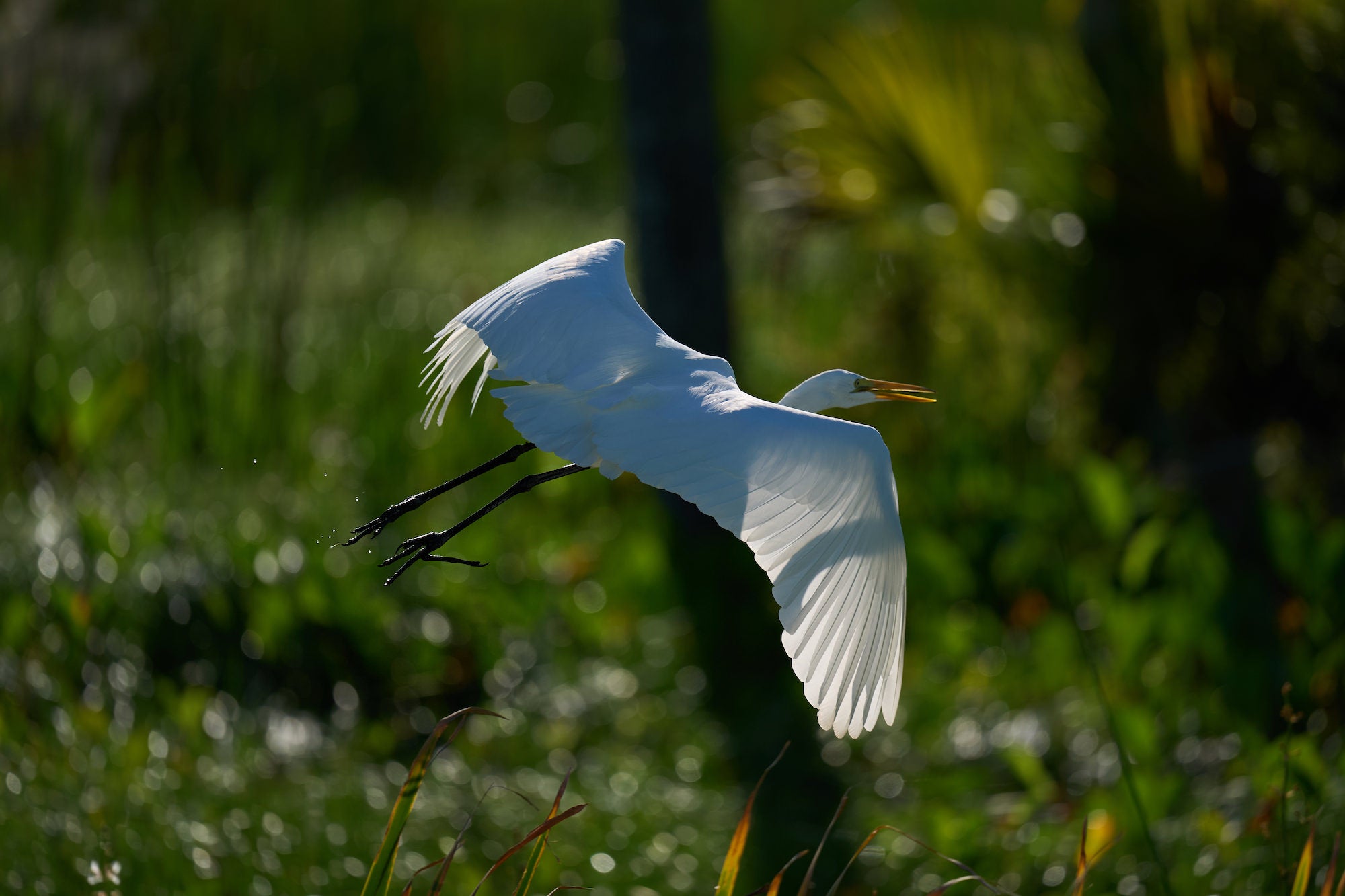 Great egret flying over wetland vegetation with wings spread. Photographed by Miguel Quiles.