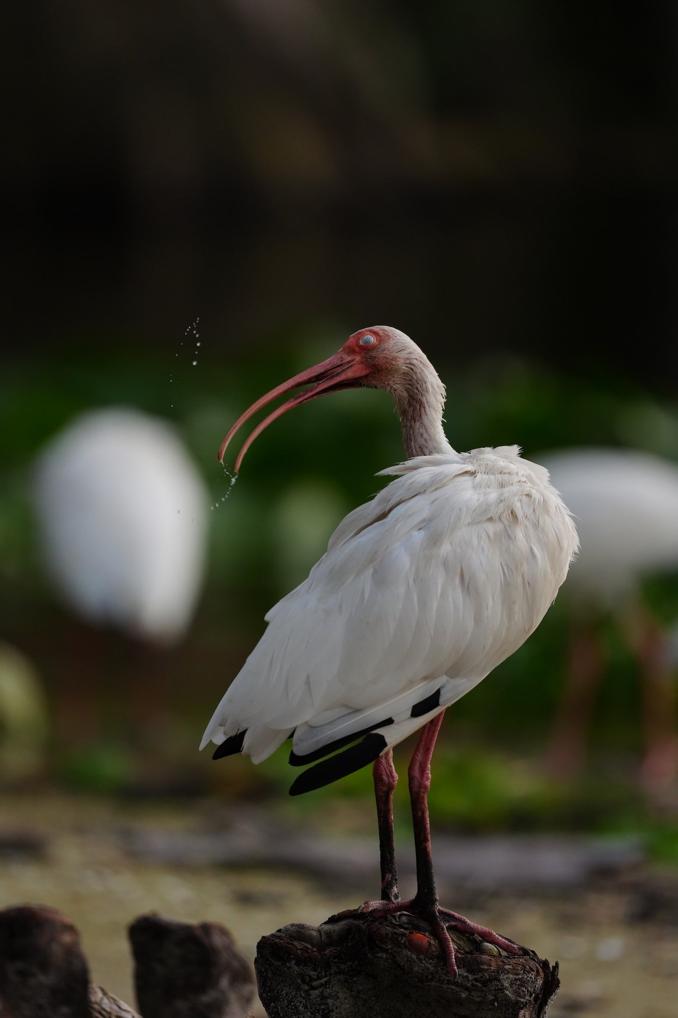 White ibis perched on a weathered stump with water droplets falling from its curved bill. Photographed by Miguel Quiles.