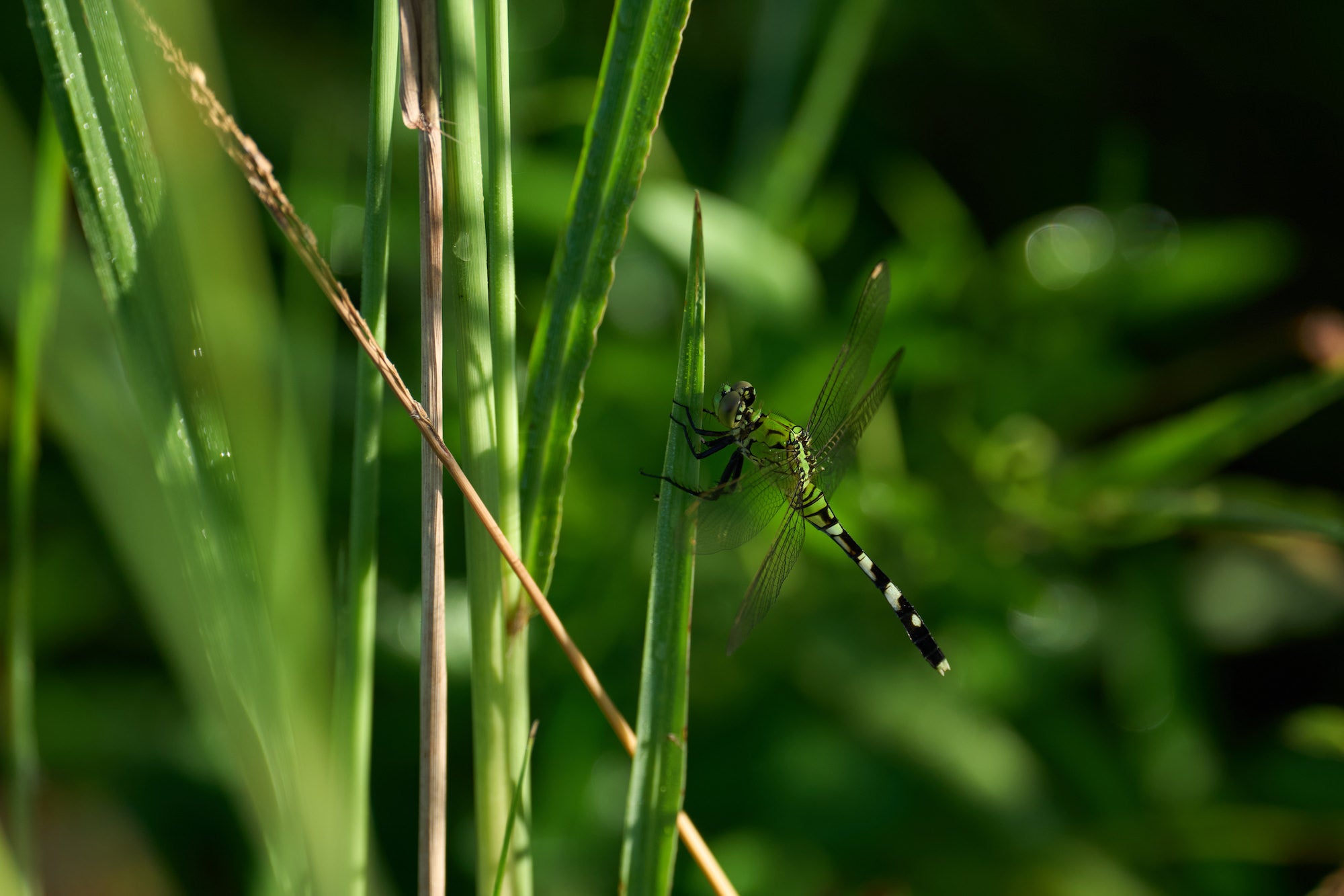 Green-and-black dragonfly clinging to a tall blade of grass. Photographed by Miguel Quiles.