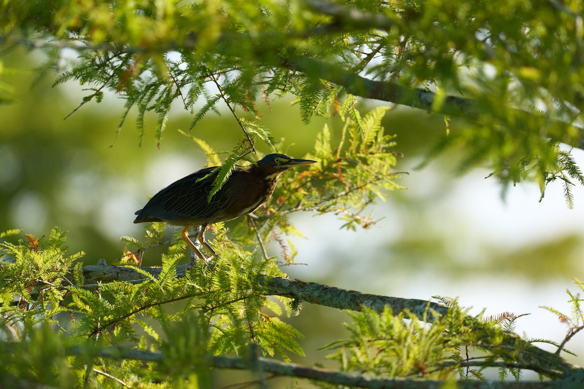 Green heron perched on a cypress branch in dappled sunlight. Photographed by Miguel Quiles.