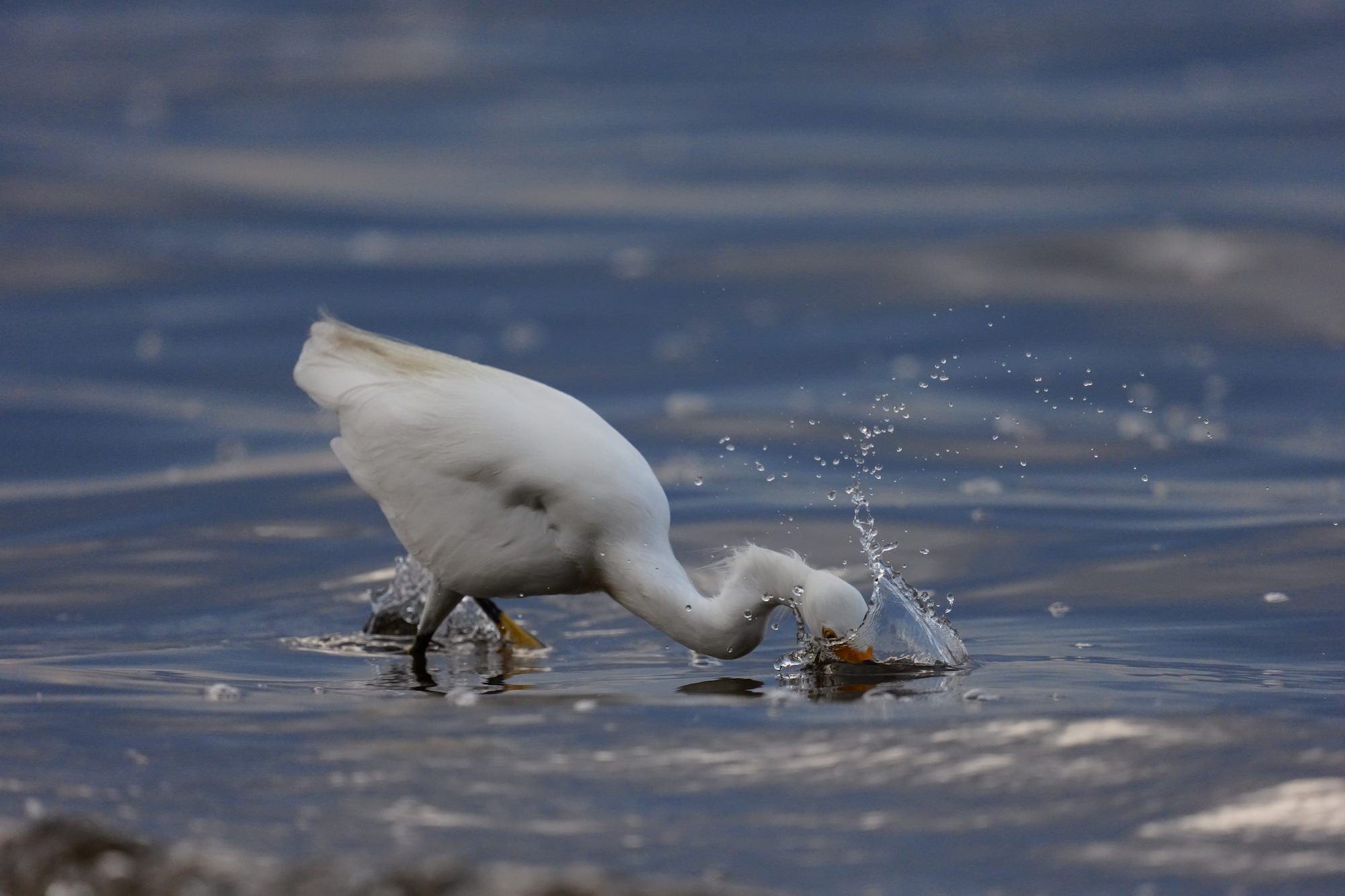 Snowy egret plunging its beak into shallow water, creating a splash. Photographed by Miguel Quiles.