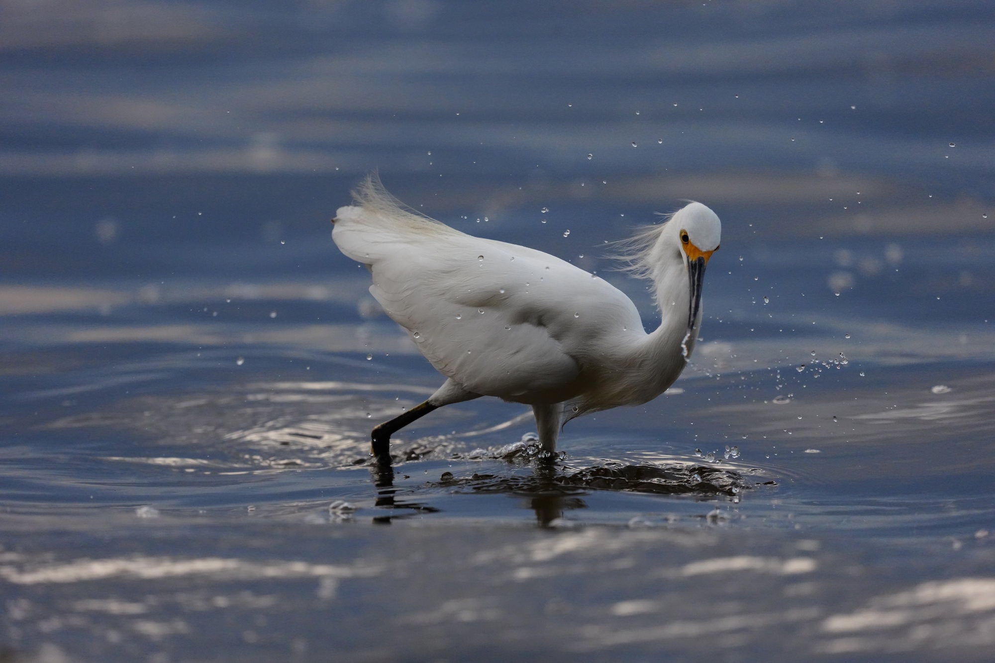 Snowy egret splashing through shallow water while foraging. Photographed by Miguel Quiles.