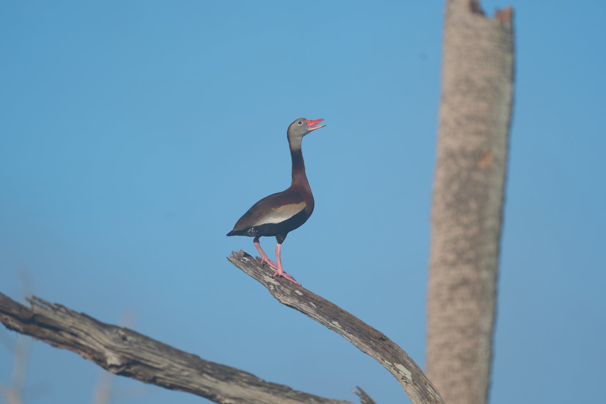 Black-bellied whistling duck calling from a weathered tree branch against a blue sky. Photographed by Miguel Quiles.
