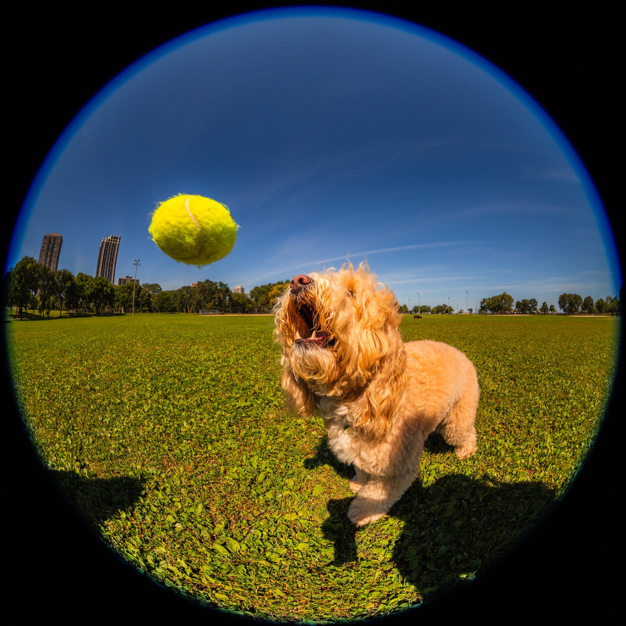 Fisheye view of a shaggy tan dog leaping for a tennis ball in a sunny grassy field beneath a clear blue sky. Photo by Mike Meyers. Alpha 7R V. 8-14mm f/3.5 Fisheye G. 1/2000-sec. f/5.6. ISO 100.