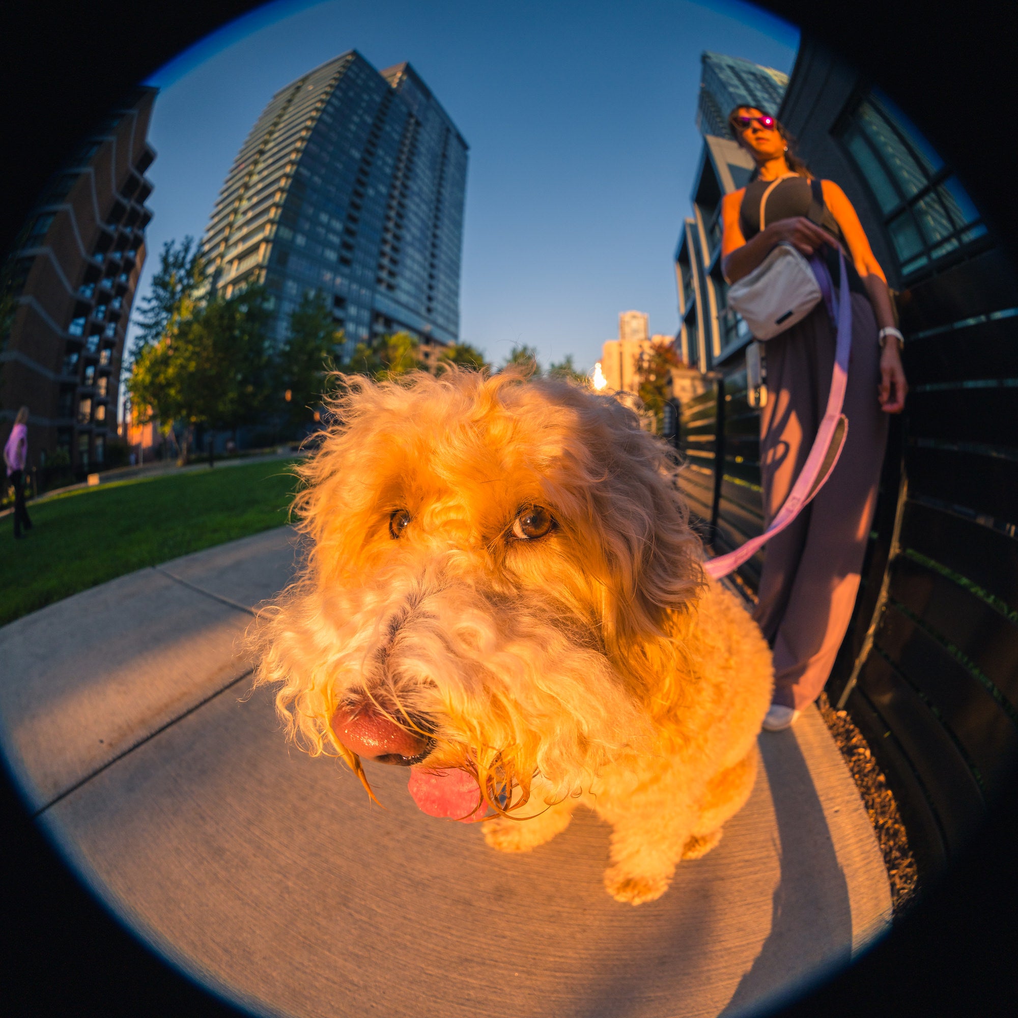 A shaggy golden dog walks toward the camera on a sidewalk at golden hour, while a person holds its pink leash amid tall glass buildings. Photo by Mike Meyers. Alpha 7R V. 8&ndash;14mm f/3.5 Fisheye G. 1/1600-sec. f/3.5. ISO 200.