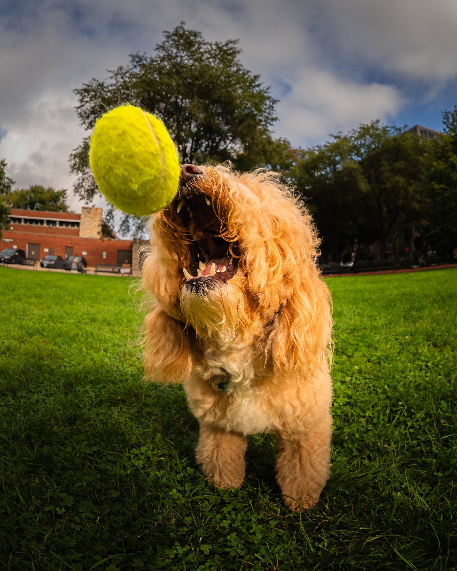 A shaggy dog leaps toward a tennis ball in a grassy park, photographed by Mike Meyers.