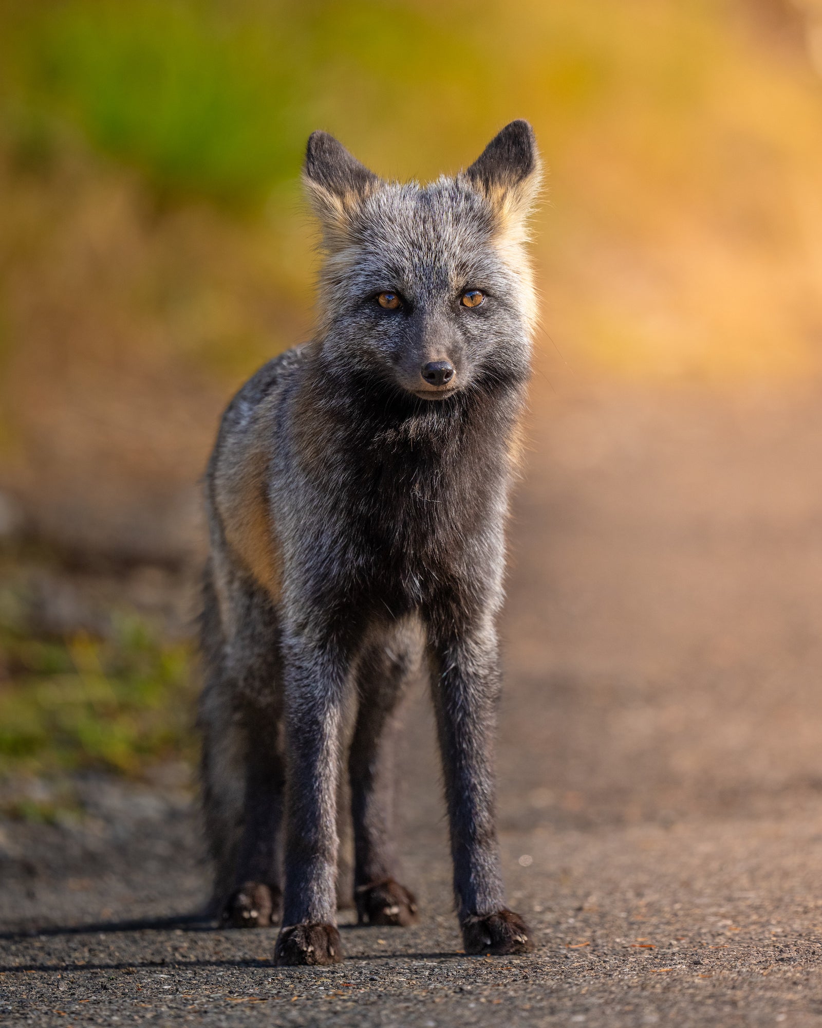 Gray fox standing on a path against a warm blurred background. Photographed by Nate Luebbe.