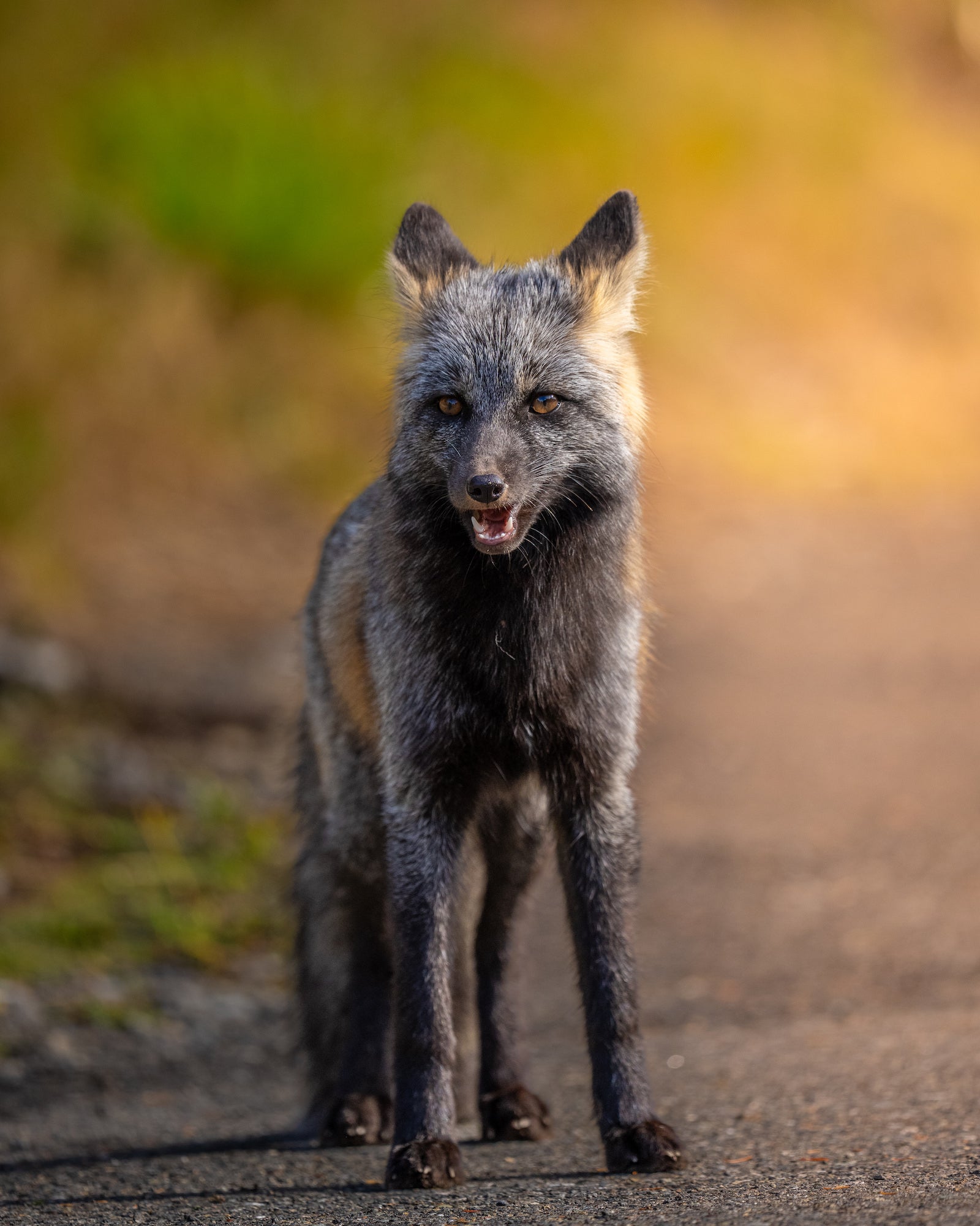 A gray fox stands on a gravel path with its mouth open, pointed ears, amber eyes, and dark chest against a soft gold background. Photo by Nate Luebbe. Alpha 1 II. 400mm f/4.5 G Master OSS. 1/1250-sec. f/4.5. ISO 640.