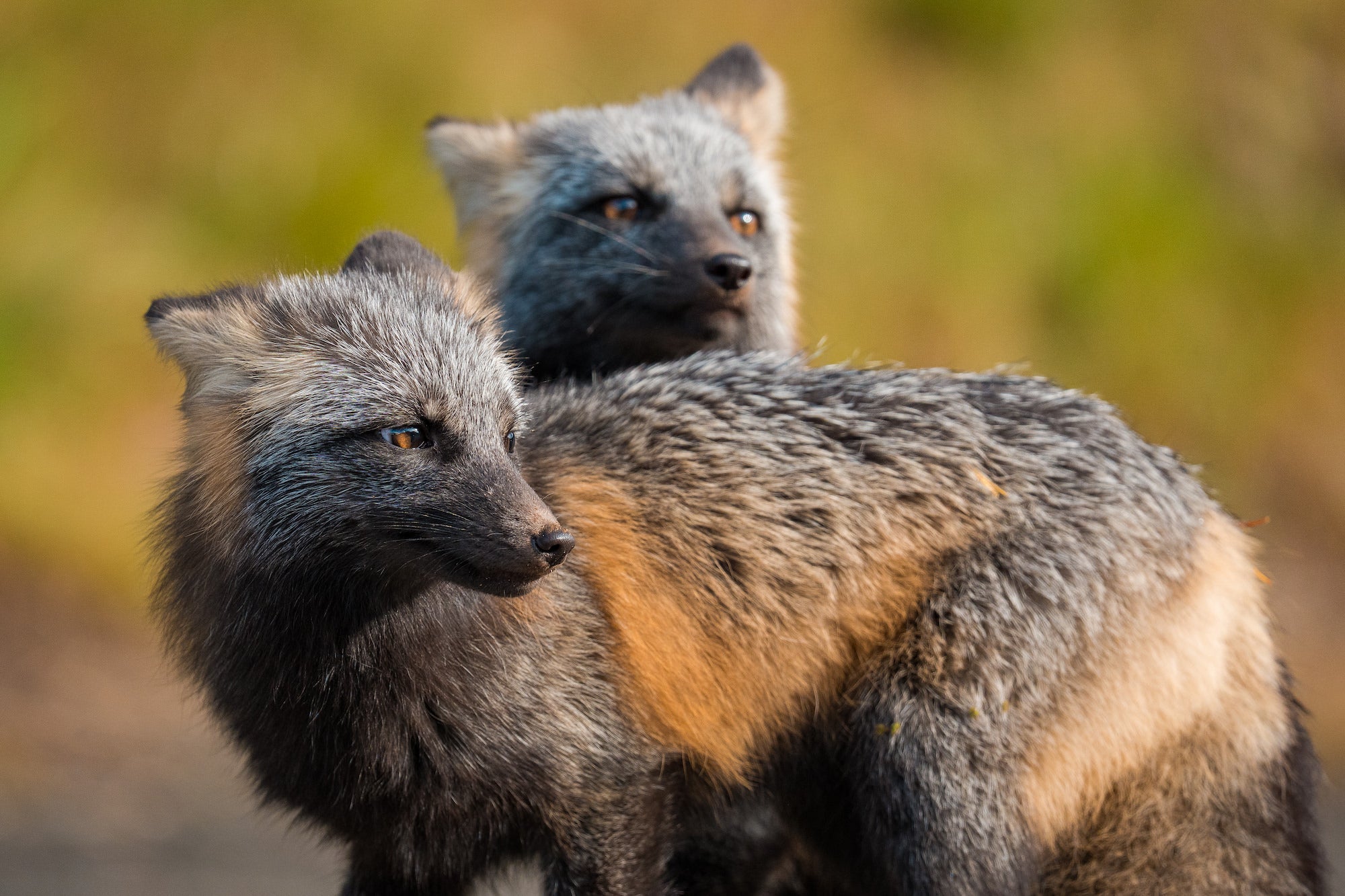Two gray foxes stand close together, one in profile and one behind it, their silver-gray fur and amber eyes set against a golden blurred background. Photo by Nate Luebbe. Alpha 1 II. 400mm f/4.5 G Master OSS. 1/1250-sec. f/4.5. ISO 800.