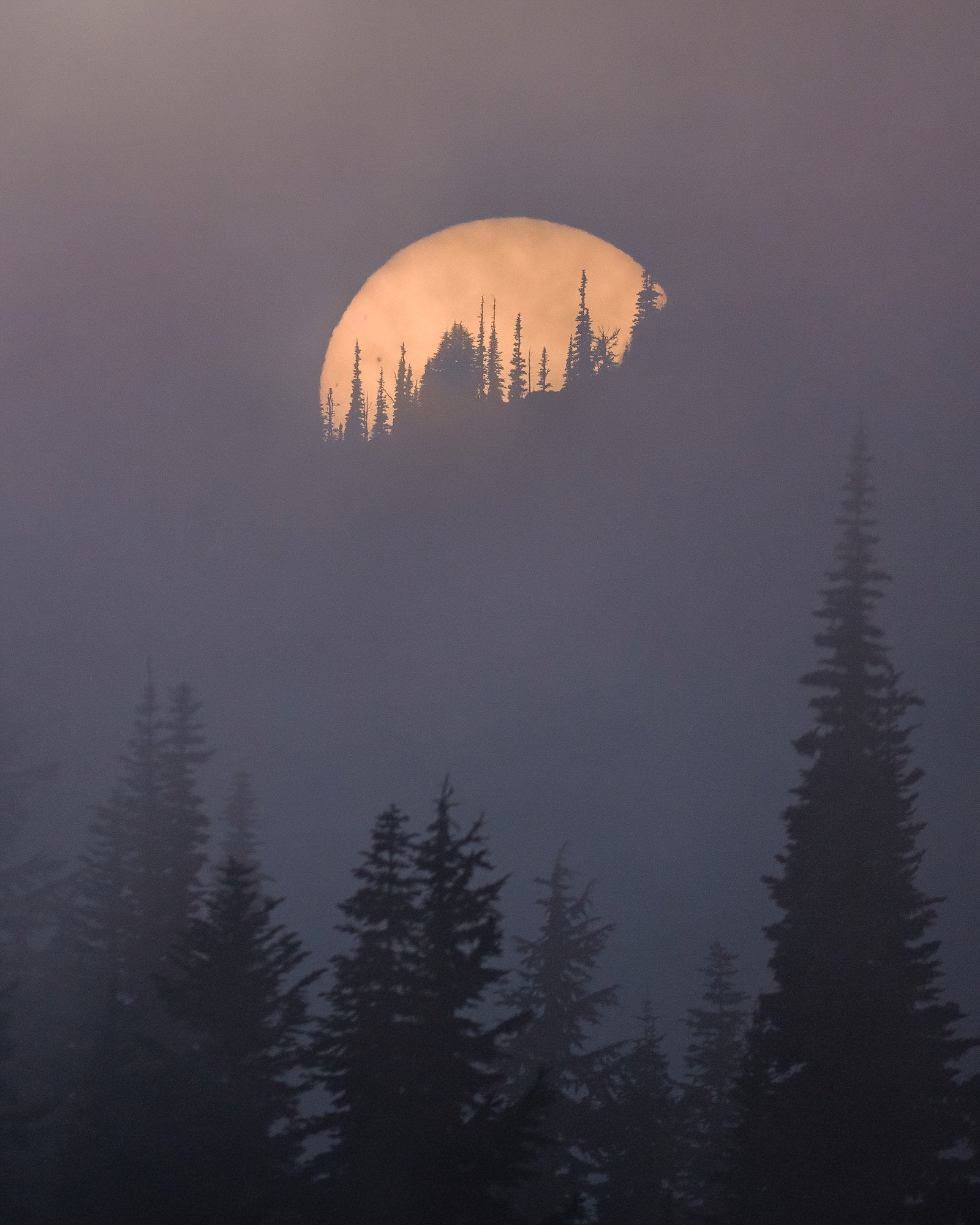 Full moon rising behind silhouetted evergreen trees in fog. Photographed by Nate Luebbe.