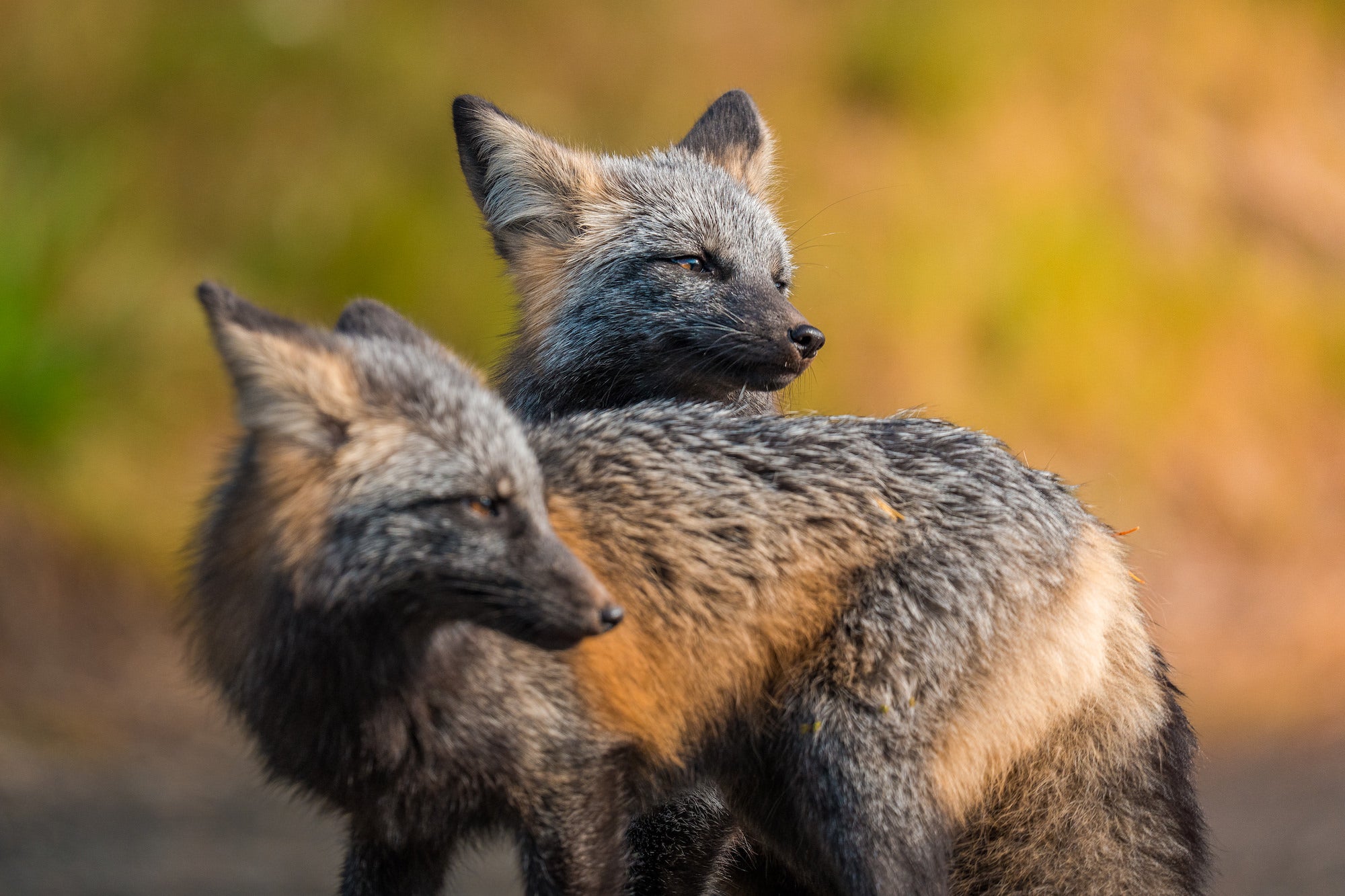 Two gray foxes overlap in warm light, their gray coats, black facial markings, pointed ears, and amber eyes against a soft gold background. Photo by Nate Luebbe. Alpha 1 II. 400mm f/4.5 G Master OSS. 1/1250-sec. f/4.5. ISO 640.