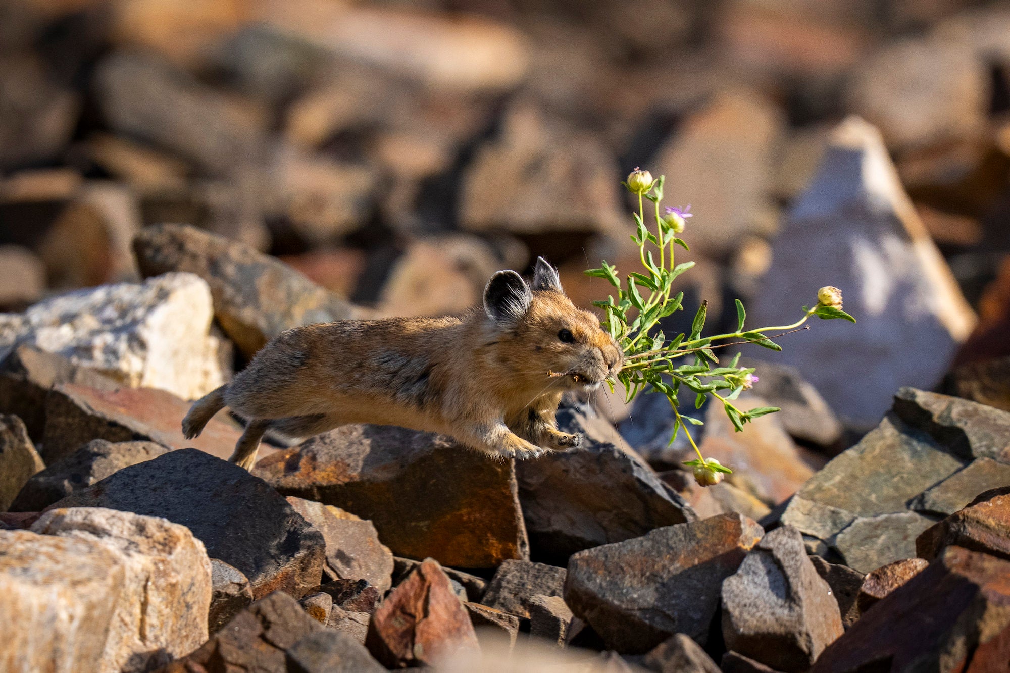Pika carrying a flowering plant across a field of sunlit rocks. Photographed by Nate Luebbe.