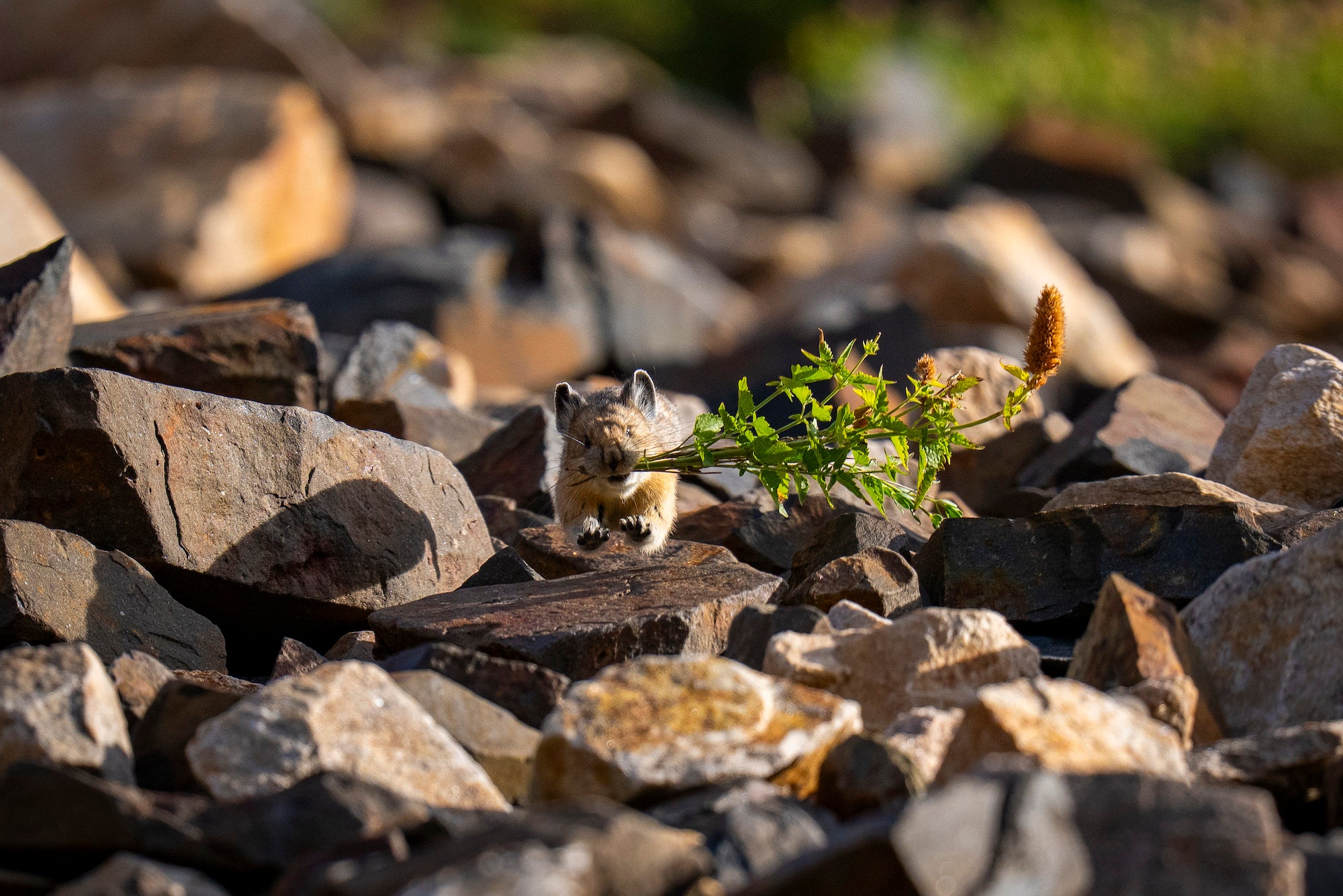 A pika carries a leafy green plant with a tall seed head through a rocky alpine slope, its small paws and rounded ears visible among sunlit stones. Photo by Nate Luebbe. Alpha 1 II. 400mm f/4.5 G Master OSS. 1/1600-sec. f/4.5. ISO 320.