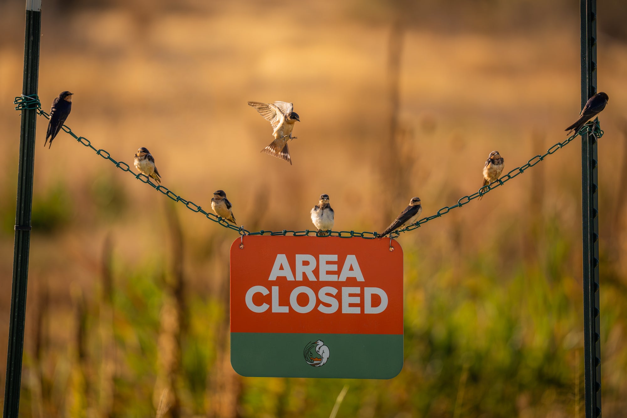 Swallows perch along a sagging chain above a red-and-green &ldquo;AREA CLOSED&rdquo; sign as two birds meet midair over a softly blurred field of golden grass. Photo by Nate Luebbe. Alpha 1 II. 400mm f/4.5 G Master OSS. 1/2500-sec. f/4.5. ISO 640.