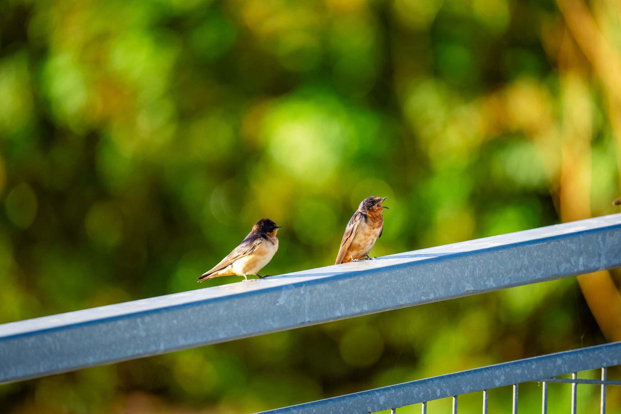 Two small birds perched on a metal railing, one calling, against a blurred green background. Photographed by Nate Luebbe.
