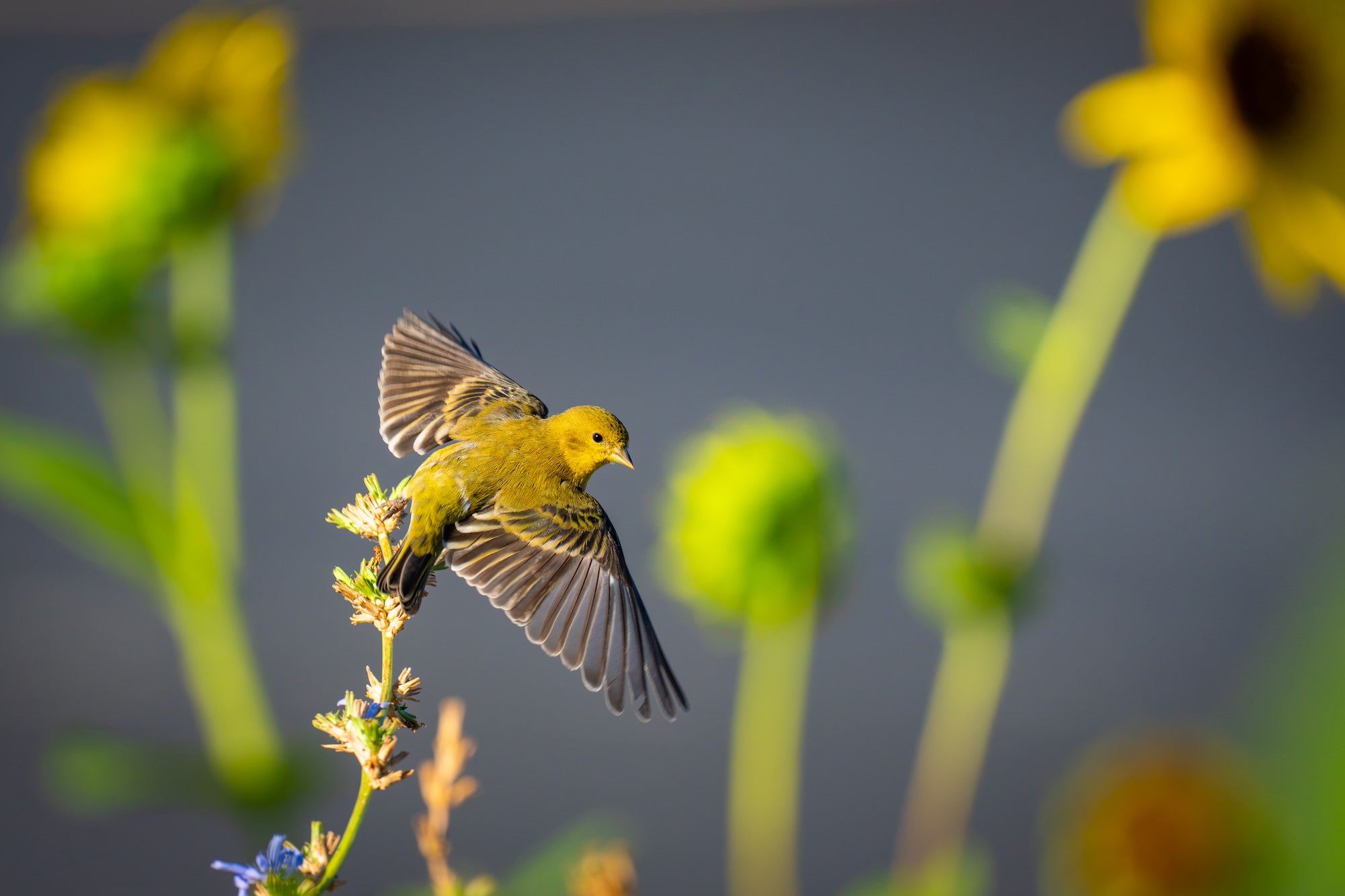 Yellow songbird landing on a plant stem, framed by blurred yellow flowers. Photographed by Nate Luebbe.