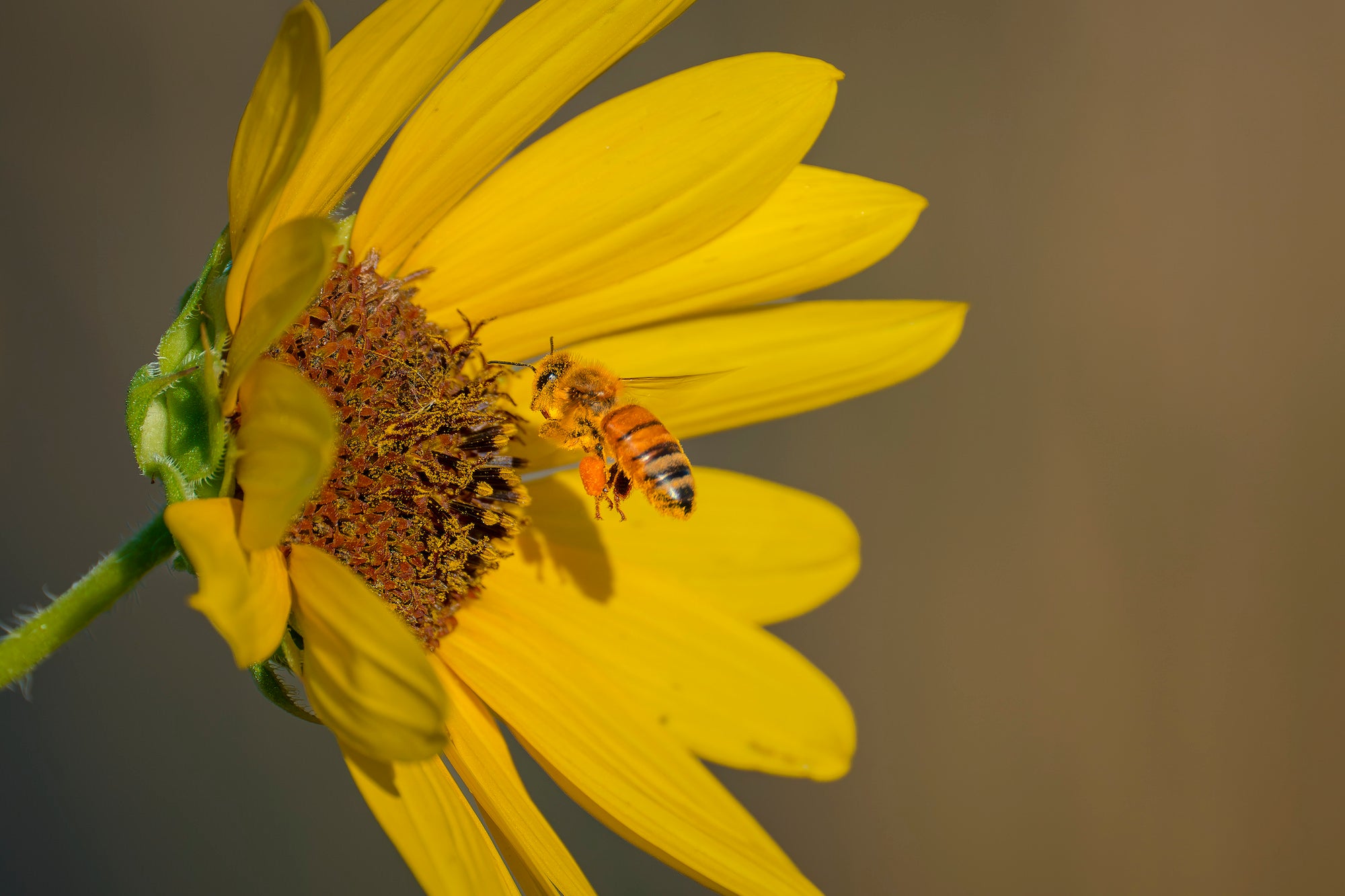 Bee collecting pollen from a yellow flower. Photographed by Nate Luebbe.
