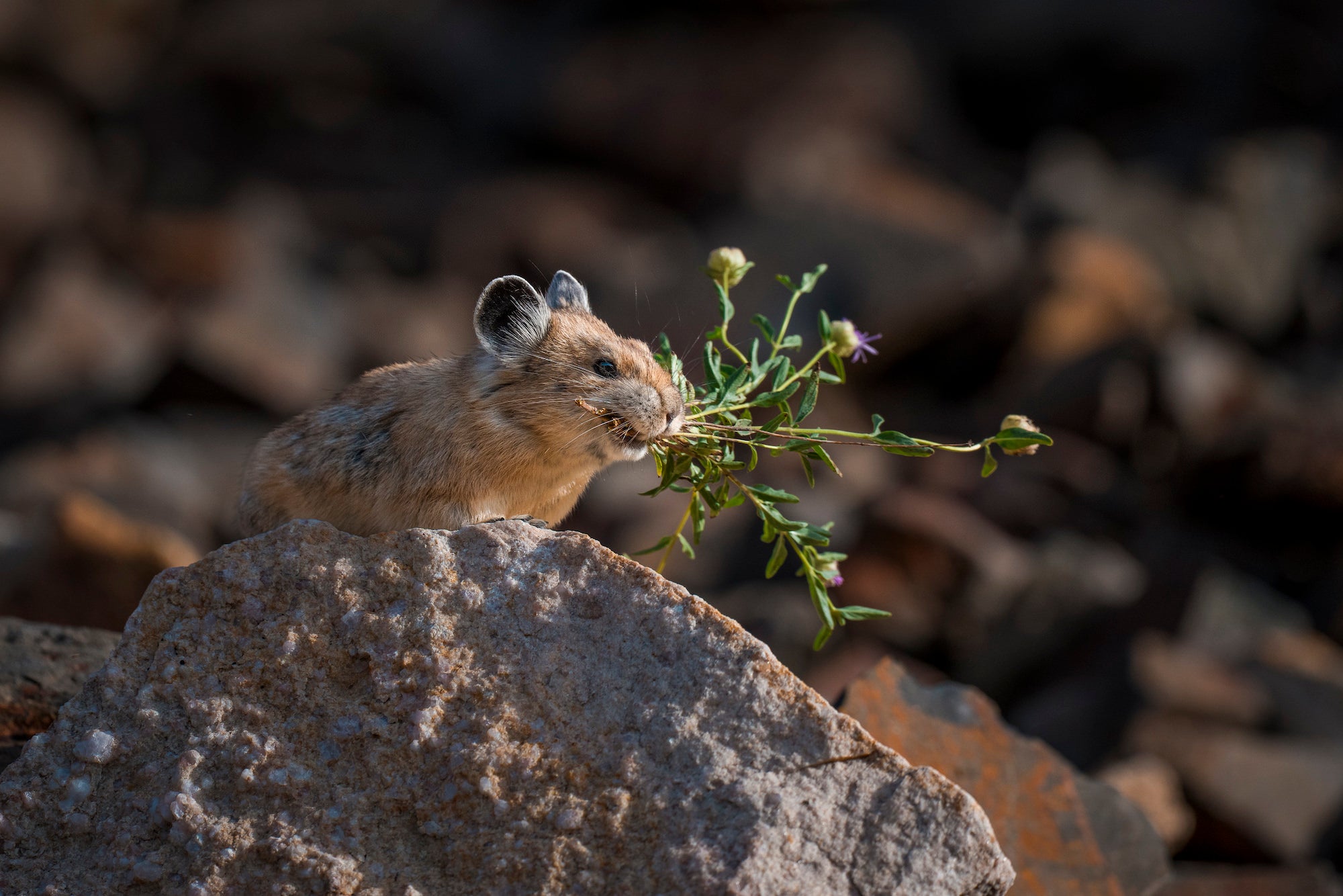 Pika holding a leafy flowering stem while perched on a rock. Photographed by Nate Luebbe.