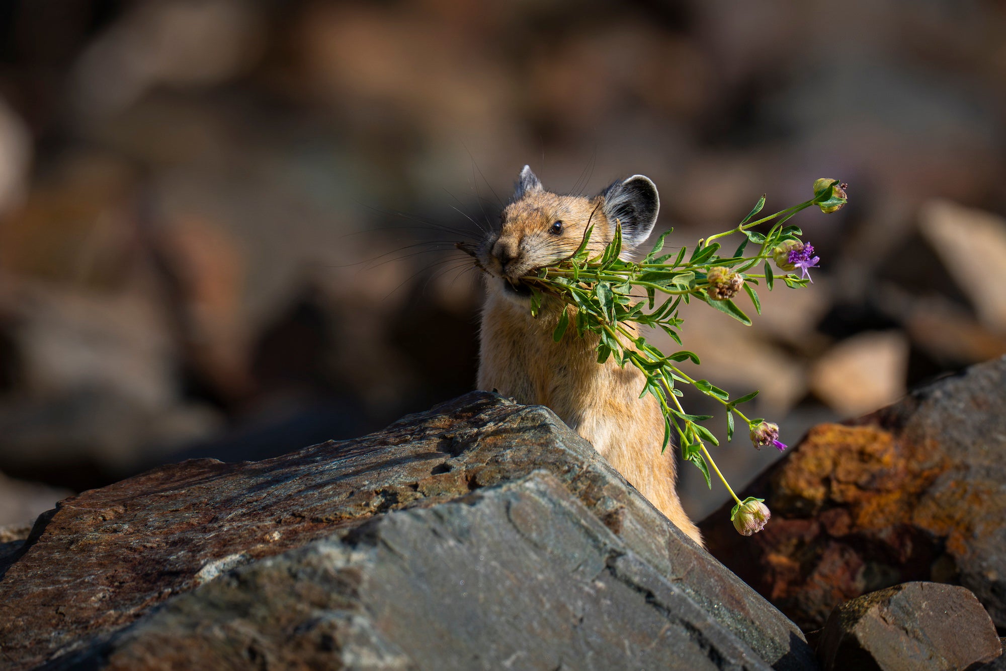 A pika stands among shadowed rocks, gripping a leafy wildflower stem with tiny purple blooms in its mouth, its rounded ears and dark eye catching warm light. Photo by Nate Luebbe. Alpha 1 II. 600mm f/6.3 G Master OSS. 1/1250-sec. f/6.3. ISO 320.