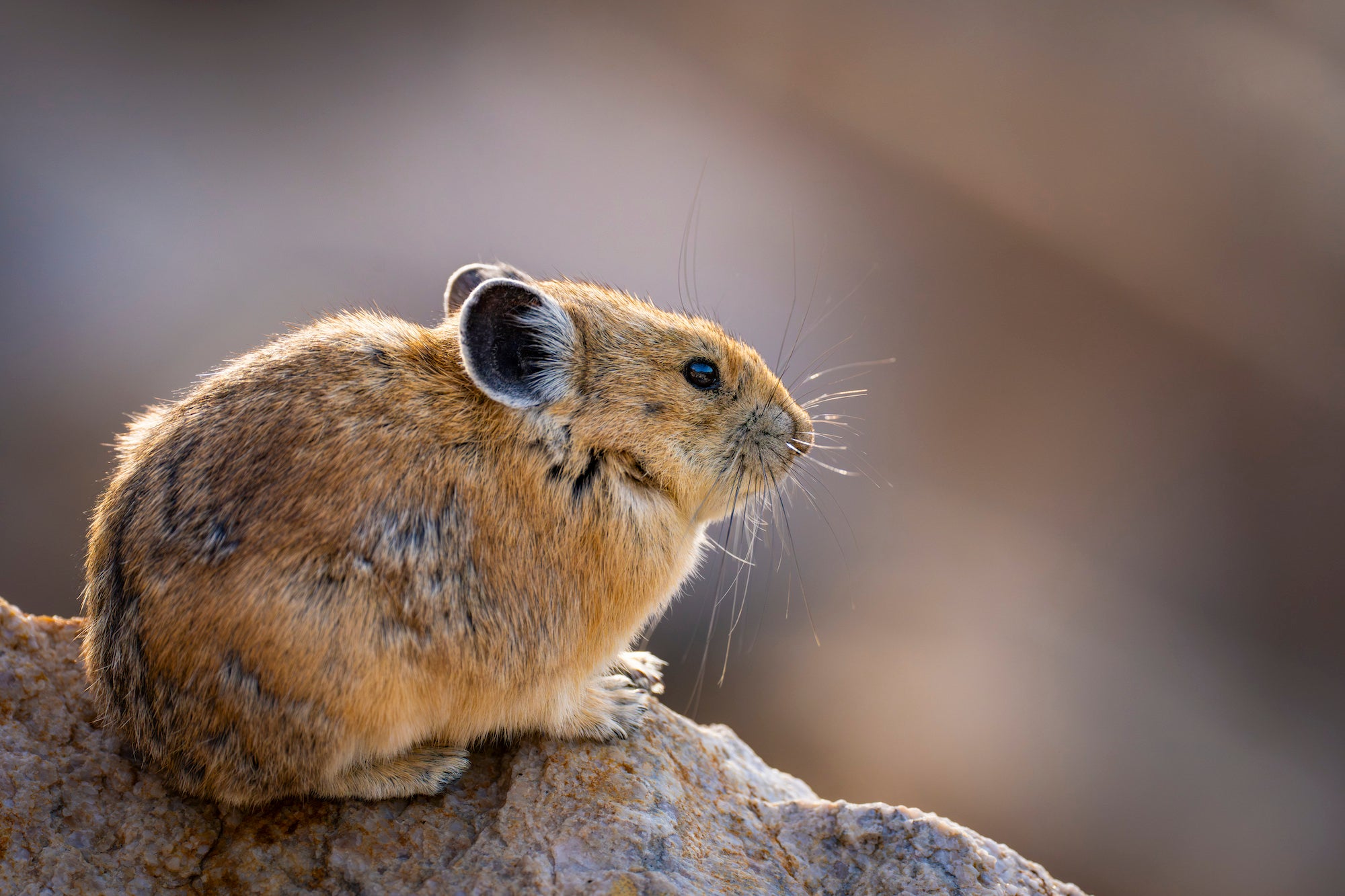 A pika perches on a sunlit rock, its round ears, dark eye, and long whiskers outlined against a softly blurred brown background. Photo by Nate Luebbe. Alpha 1 II. 600mm f/6.3 G Master OSS. 1/800-sec. f/6.3. ISO 1250.
