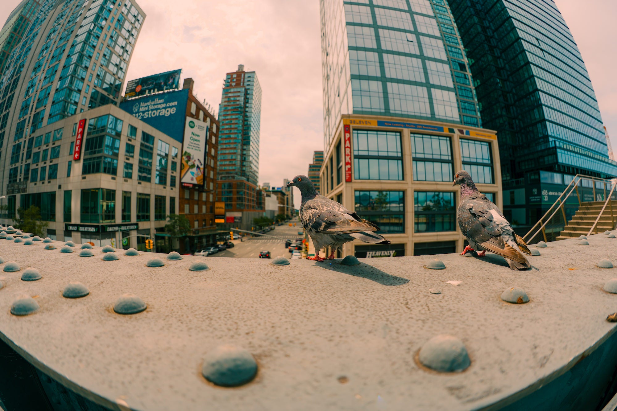 Two pigeons perch on a city ledge with tall glass buildings behind them, photographed by Nick Di Giugno.