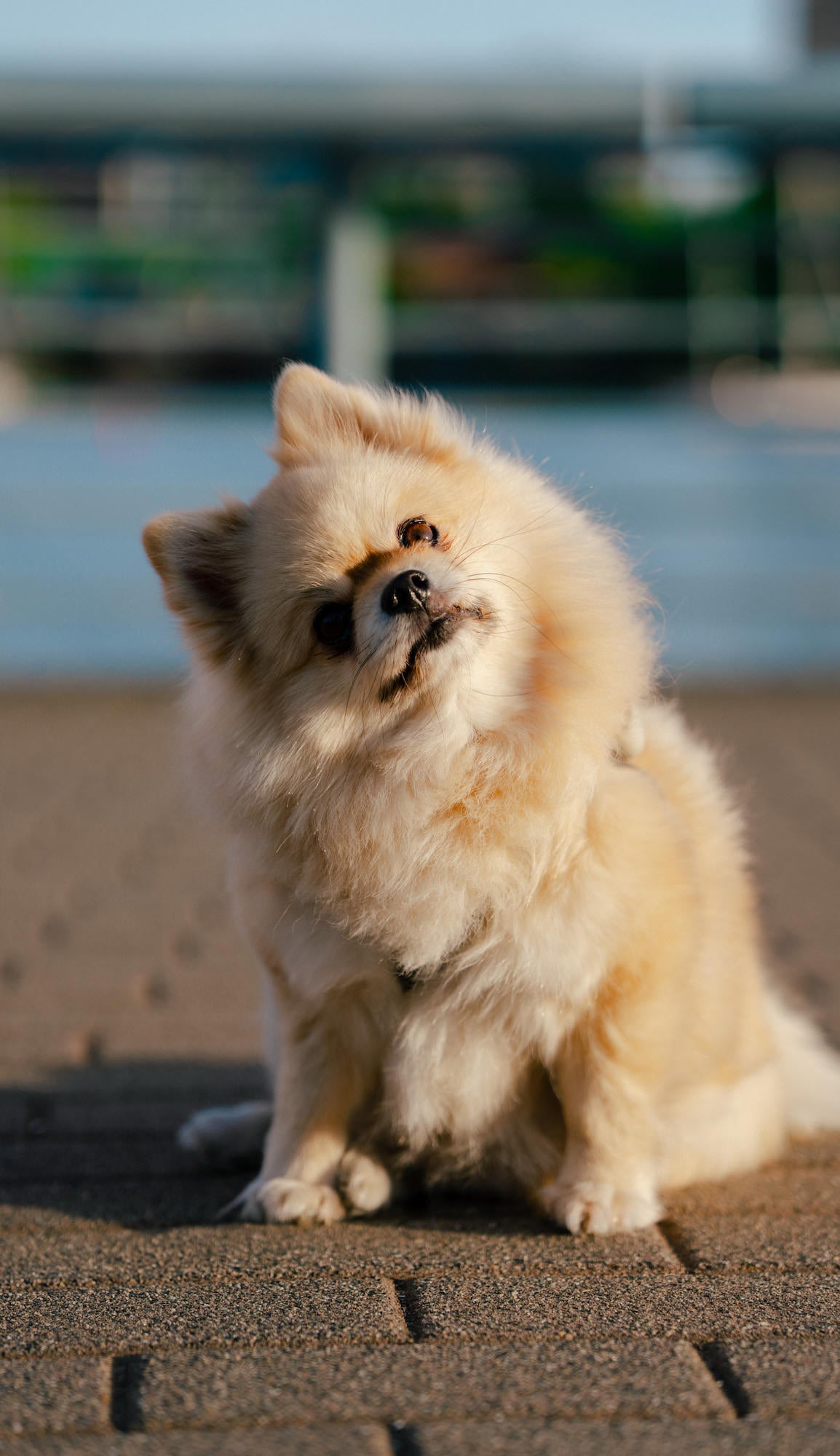 Pomeranian tilting its head near the water in soft evening light. Pomeranian tilting its head near the water in soft evening light.