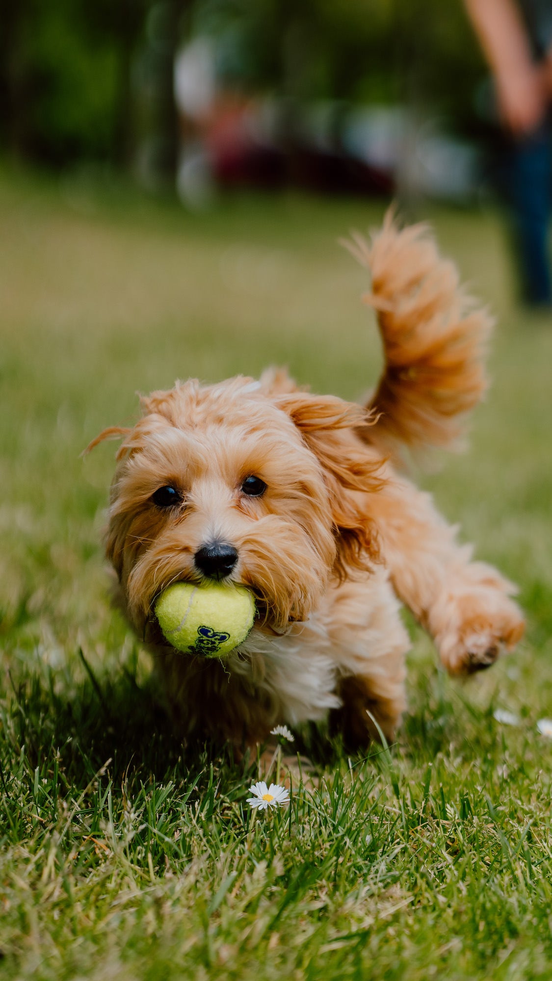 How To Take Better Photos Of Your Dog | Sony | Alpha Universe