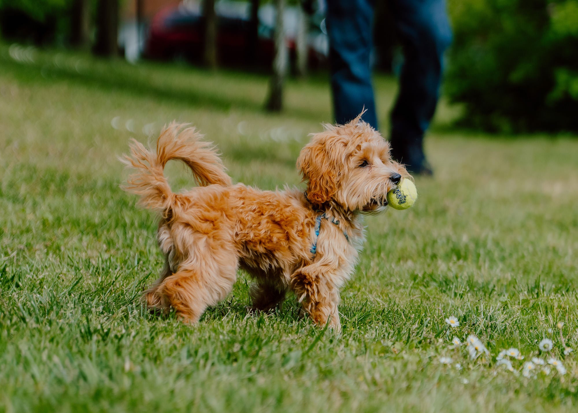 Fluffy puppy holding a tennis ball, standing in grass with a person in the background. Fluffy puppy holding a tennis ball, standing in grass with a person in the background.