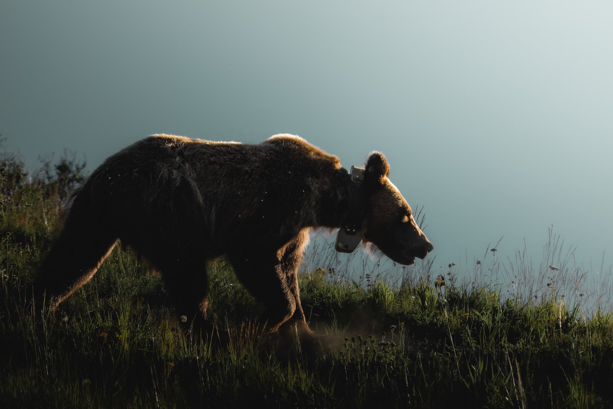 A radio-collared brown bear moves through tall grass in golden backlight, photographed in the wild using the Sony RX10 V by Dani Hamm.