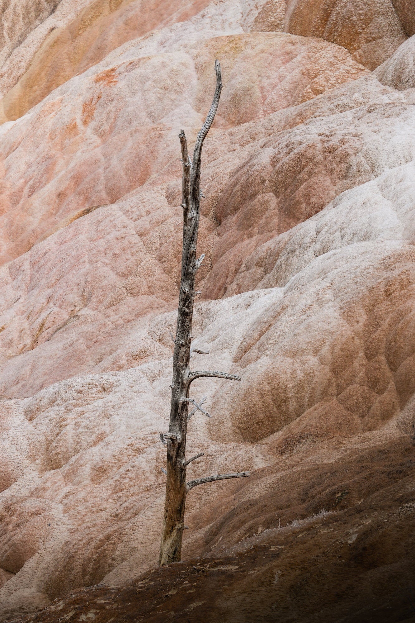 A lone dead tree stands against the pale orange travertine terraces of Mammoth Hot Springs in Yellowstone, photographed with the Sony RX10 V.